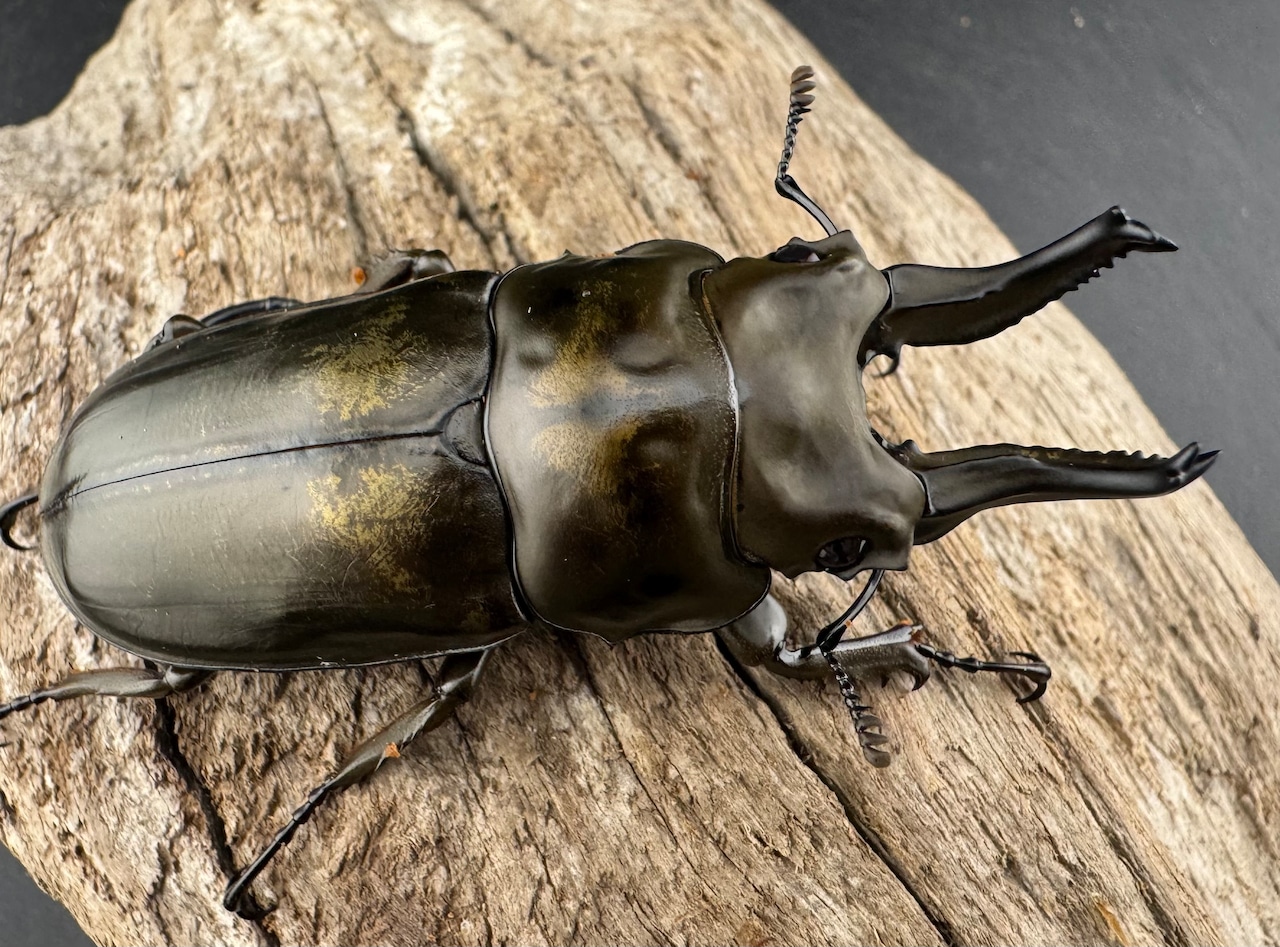 【F0】《ローゼンベルグオウゴンオニクワガタ 64mm ペア》