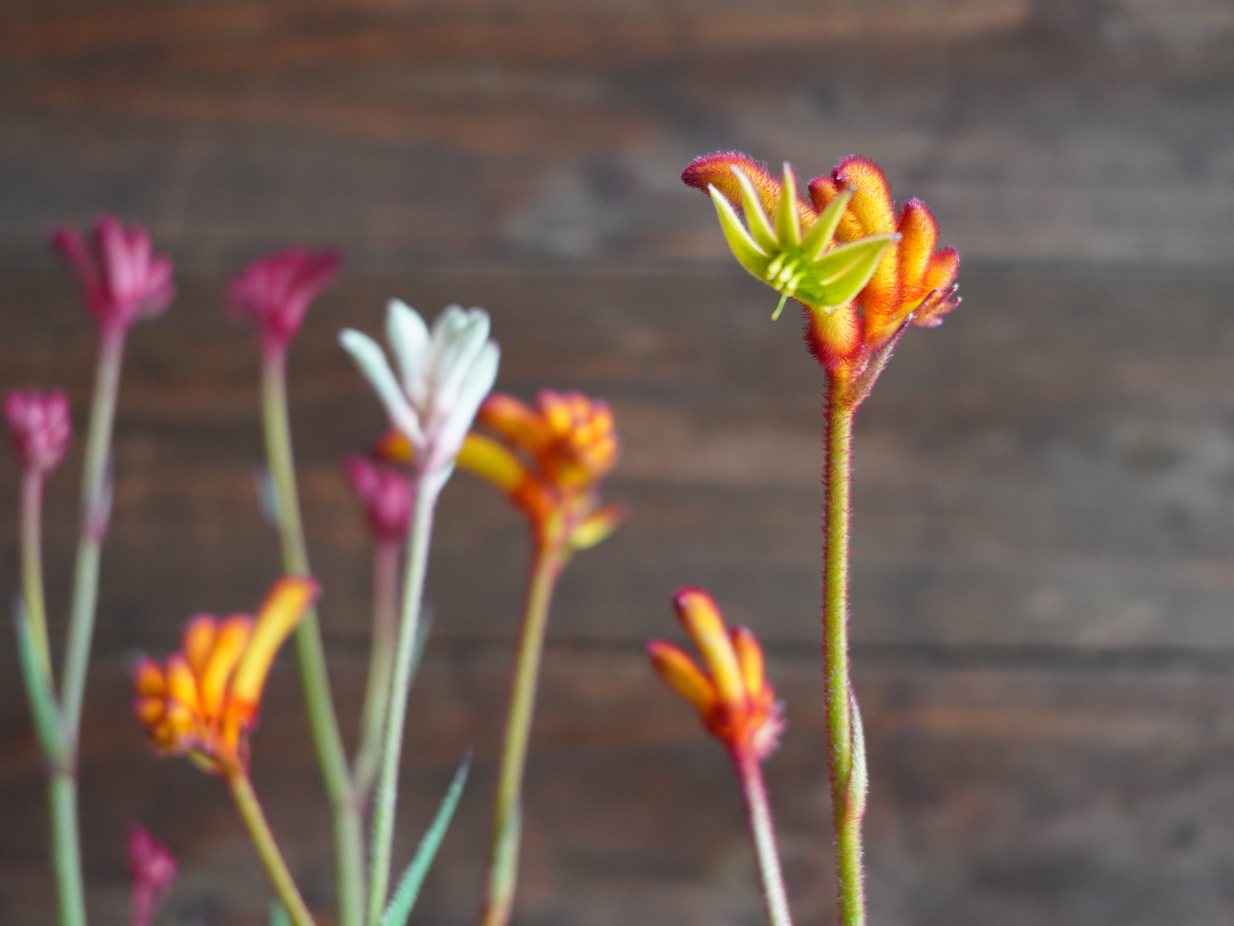 【現物】カンガルーポー Aセット(3色セット)