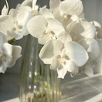 【蘭のお宝商品　即出荷】　ミディファレ　白　6本