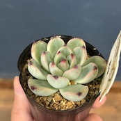 farmPALKさん苗 エケベリア 露蛍【237】