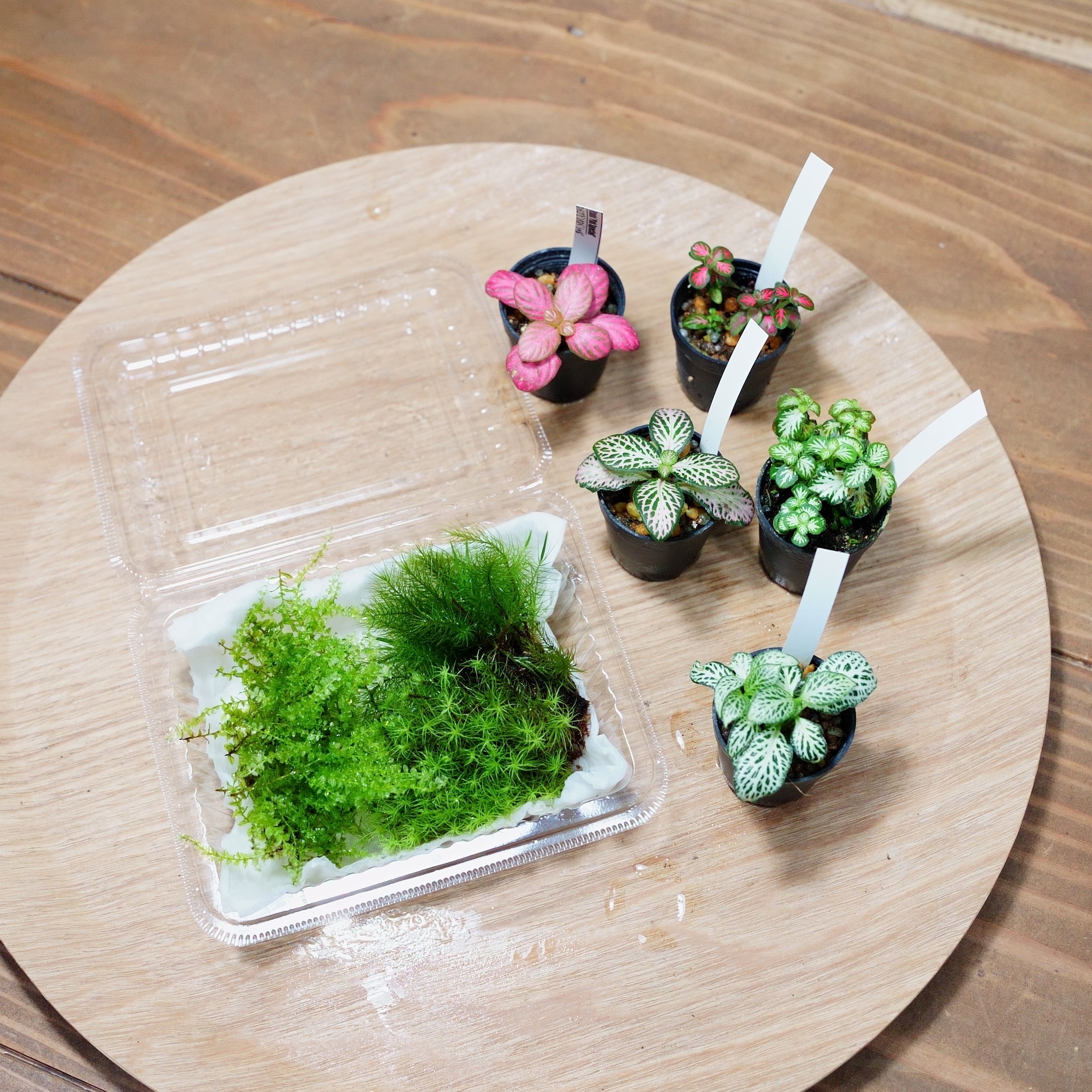 お得セット | 栽培苔と苔テラリウム用品の西予苔園（せいよこけえん