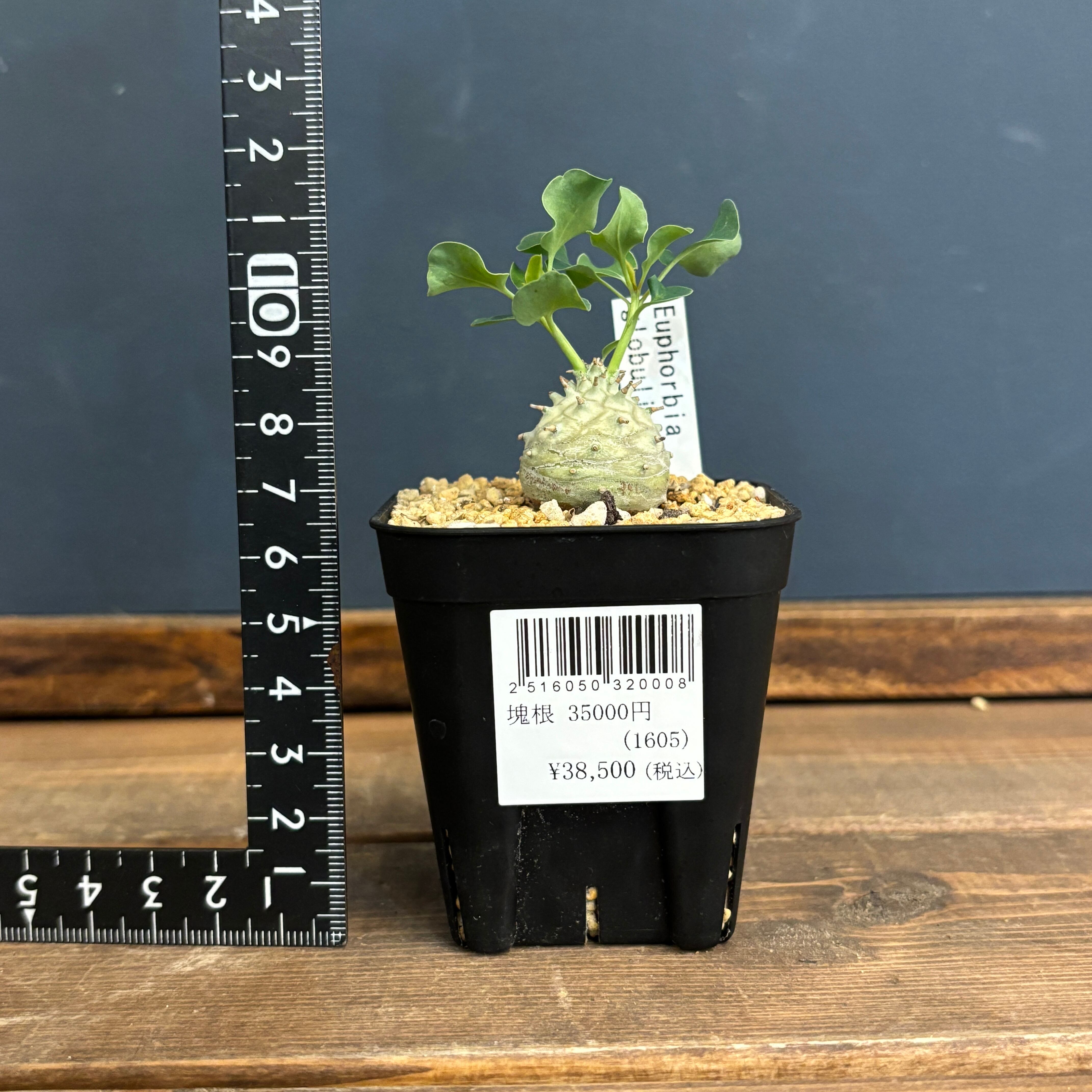 ユーフォルビア ハドラマウチカ 種子10粒 ユーフォルビア ハドラマウチカ 種子10粒 ユーフォルビア