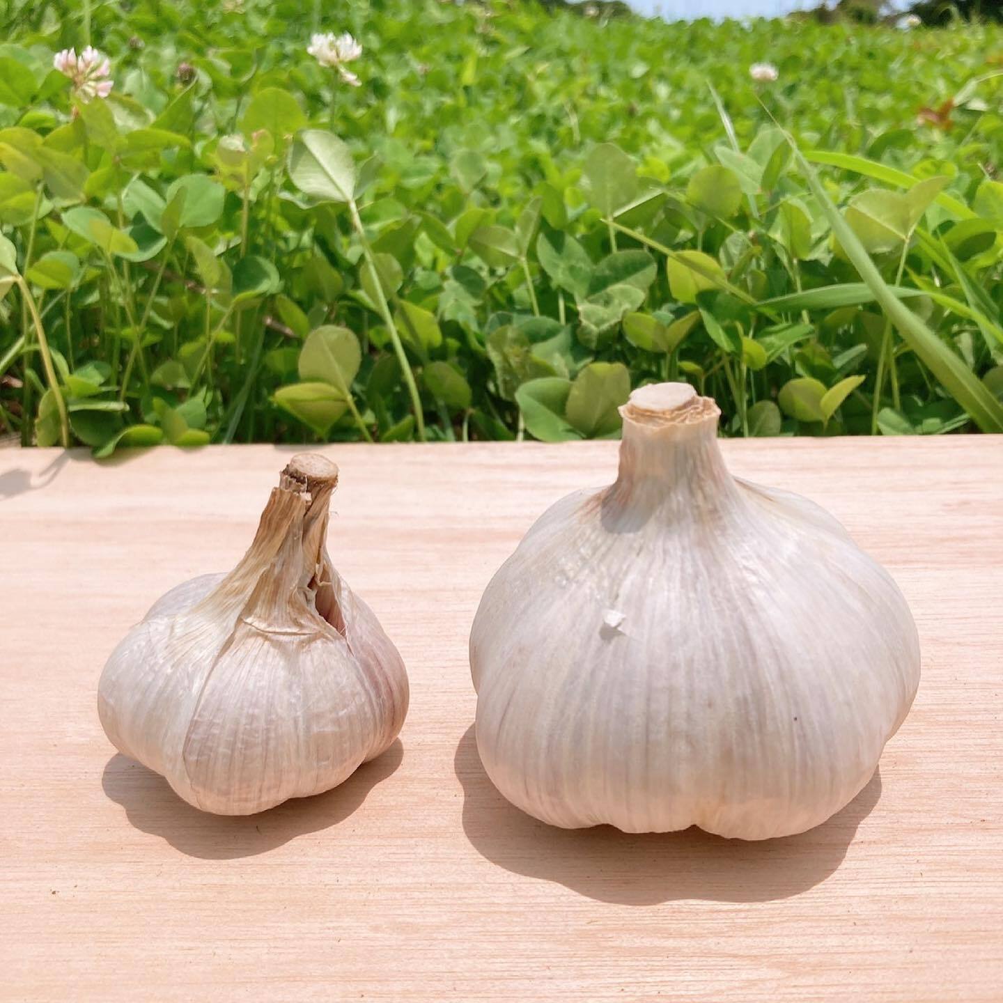 ジャンボニンニク、約20kg 熊本県産 - 野菜