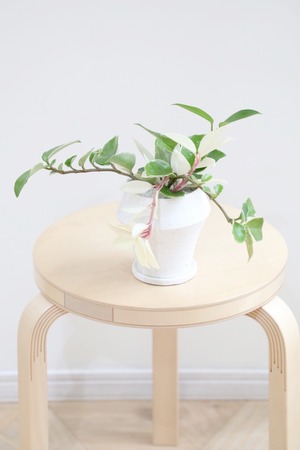 【S】ホヤ リップカラー/Hoya　