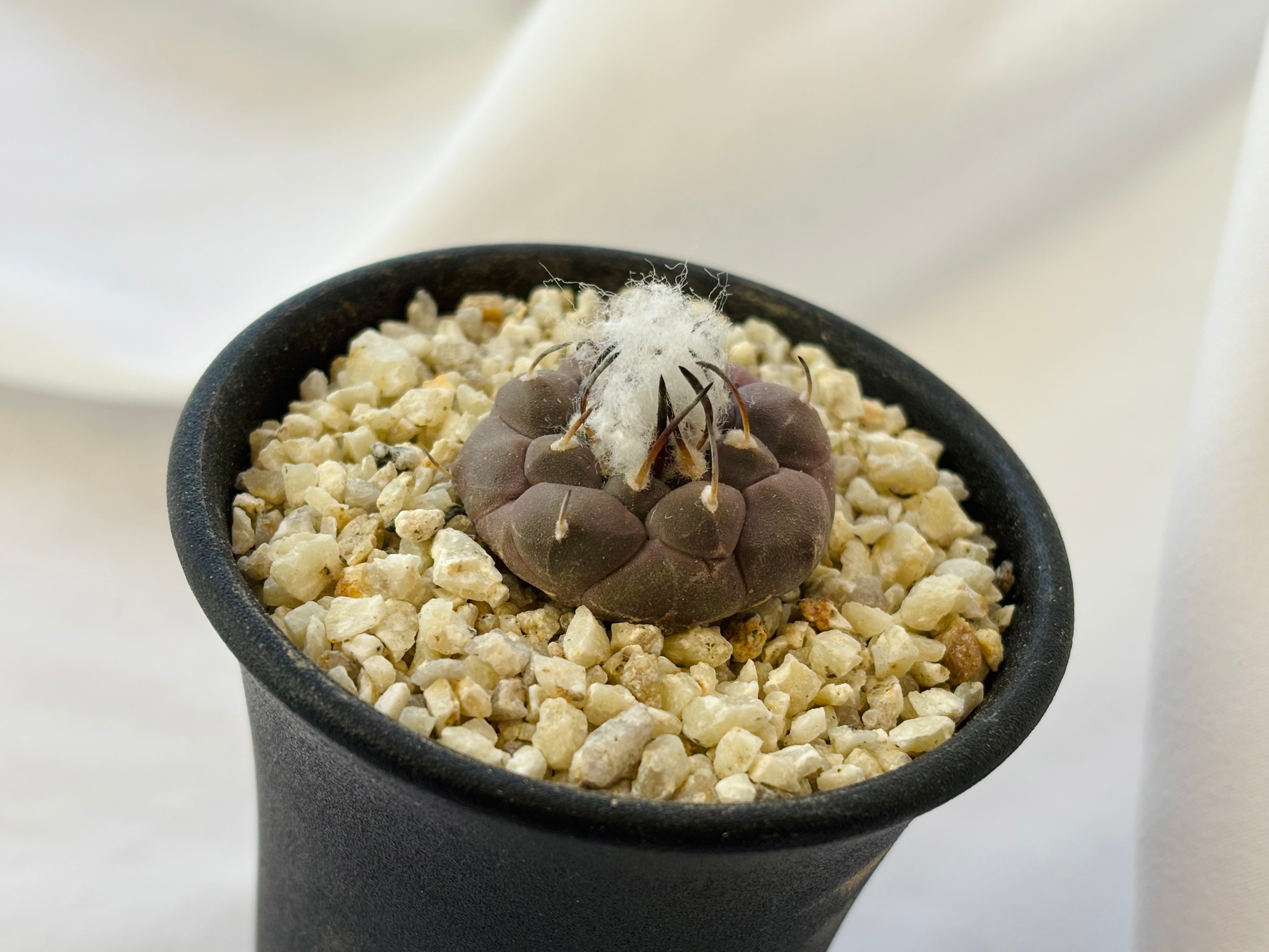 Turbinicarpus jauernigii ツルビニカルプス ハウエルニギー サボテン