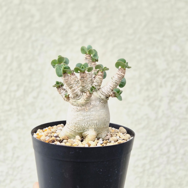 Mサイズ⑥《 Adenium Arabicum D.H.A》アデニウム アラビカム 獅子葉 ドーセットホーン 塊根植物 巻葉