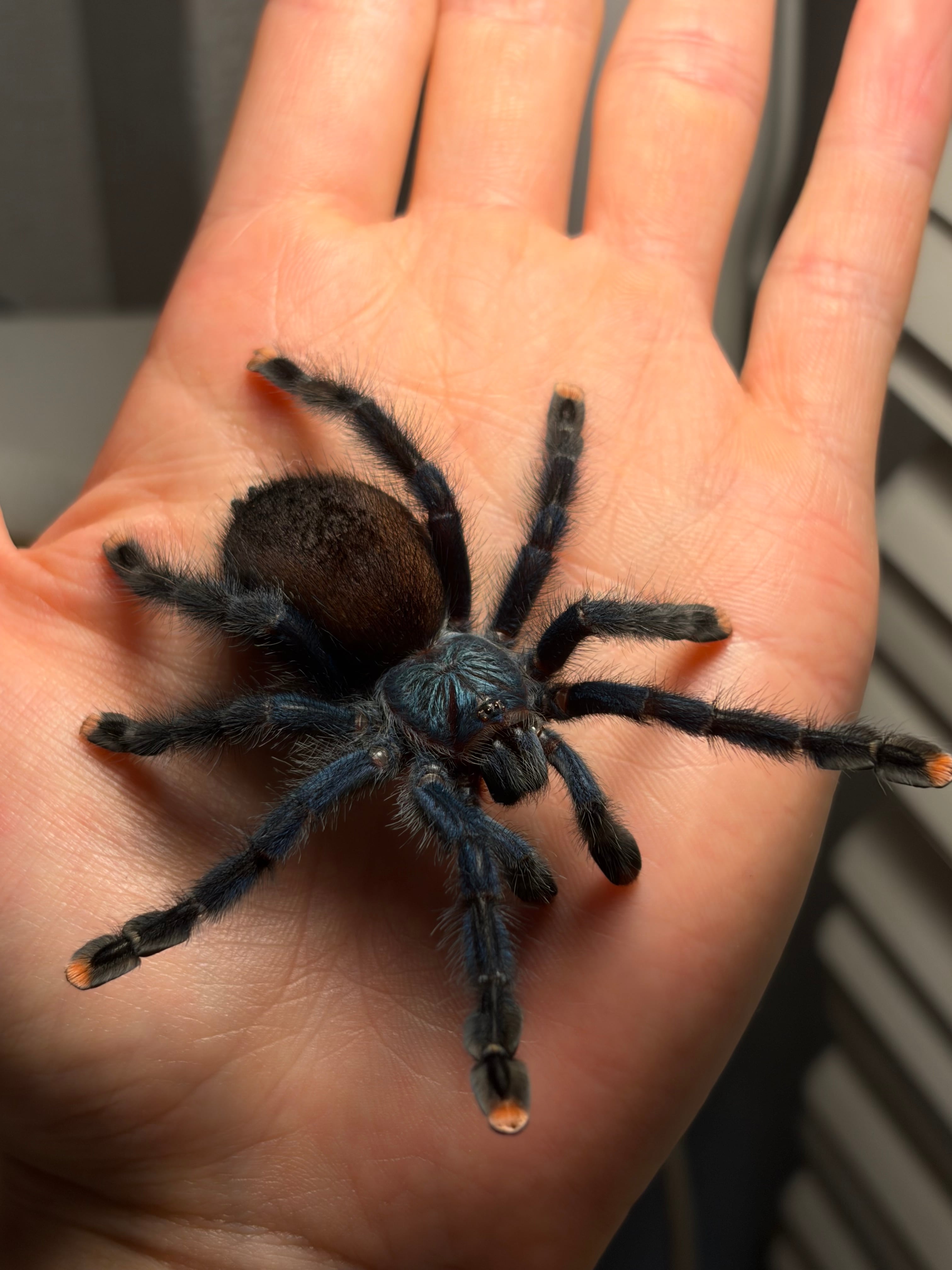 多分♀】ブラジリアンブルーピンクトゥタランチュラ ツリースパイダー