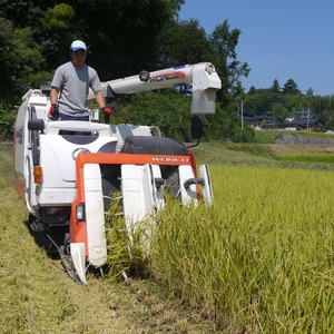 【令和7年産・新米】きわだつ大粒！【極】白米・4kg　特別栽培米　こぴっと米