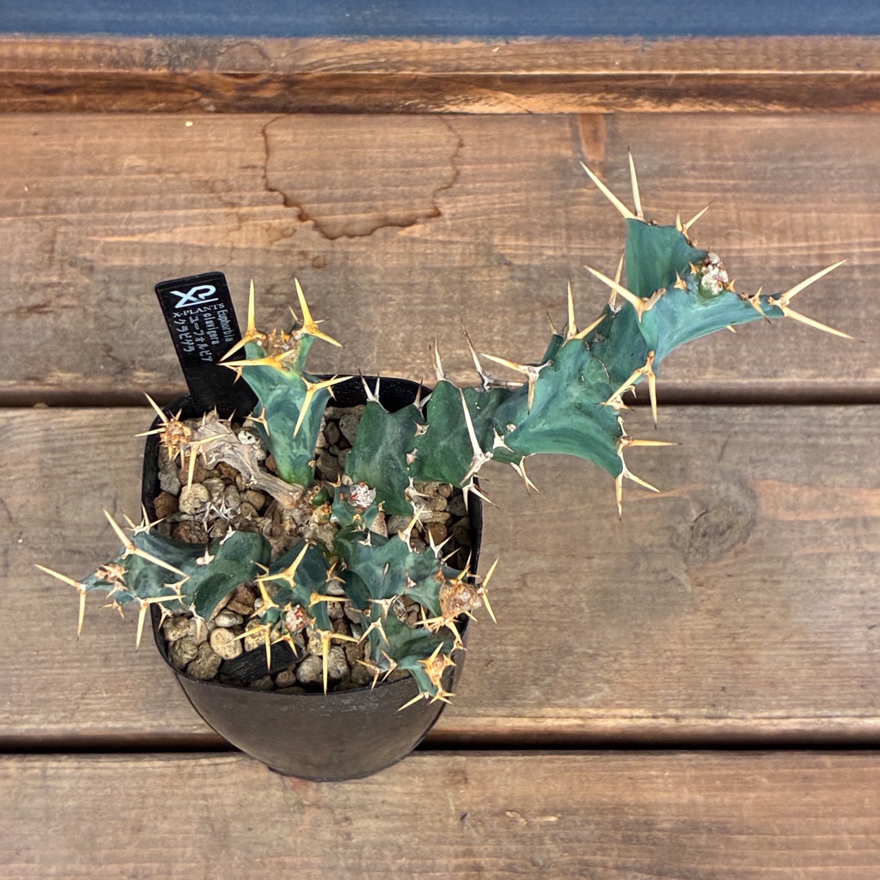 【クリアランスセール対象商品】ユーフォルビア　クラビゲラ【1012】【再撮影】【▼】