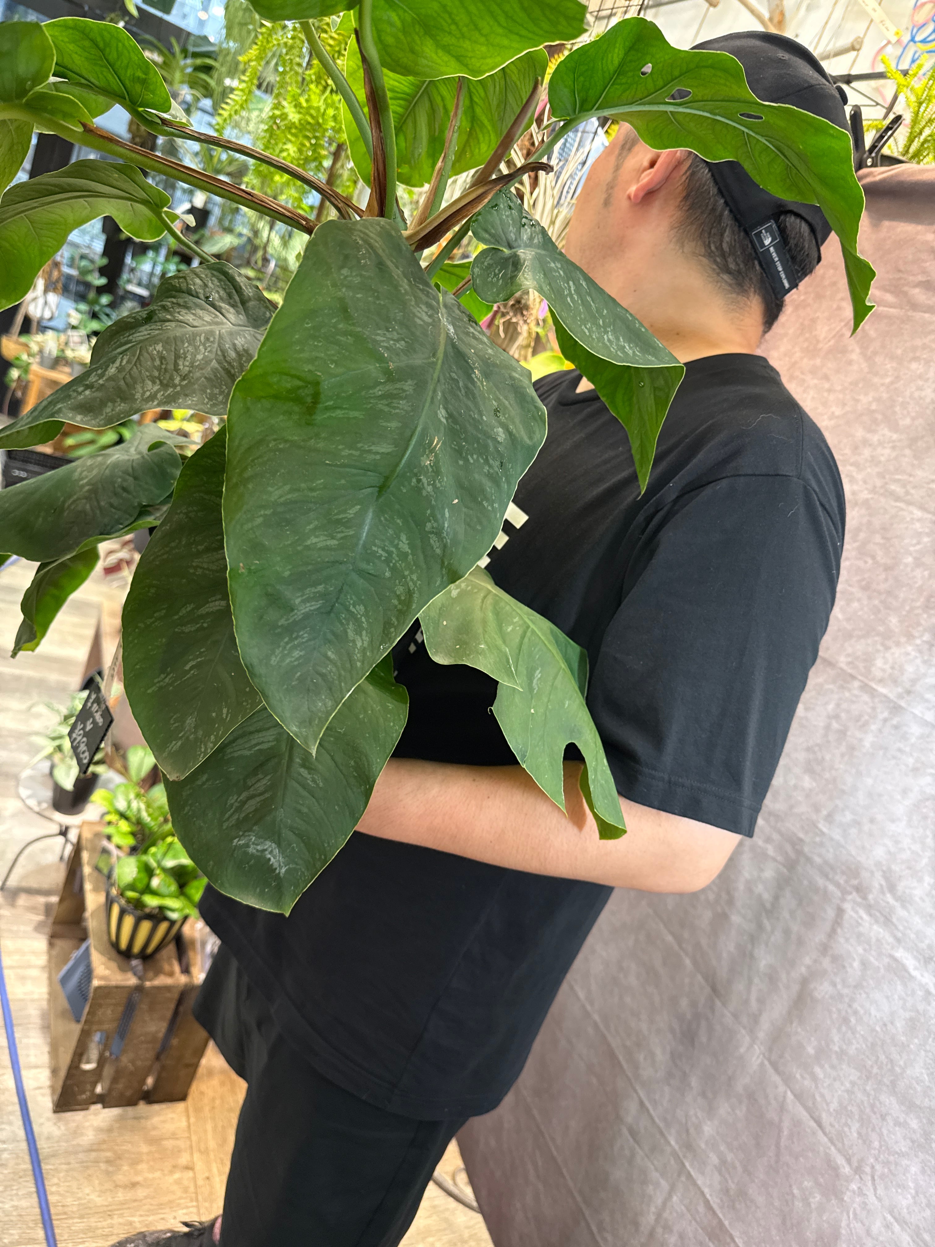 モンステラ デュビア 7号 | Gardenえん 【観葉熱帯植物】