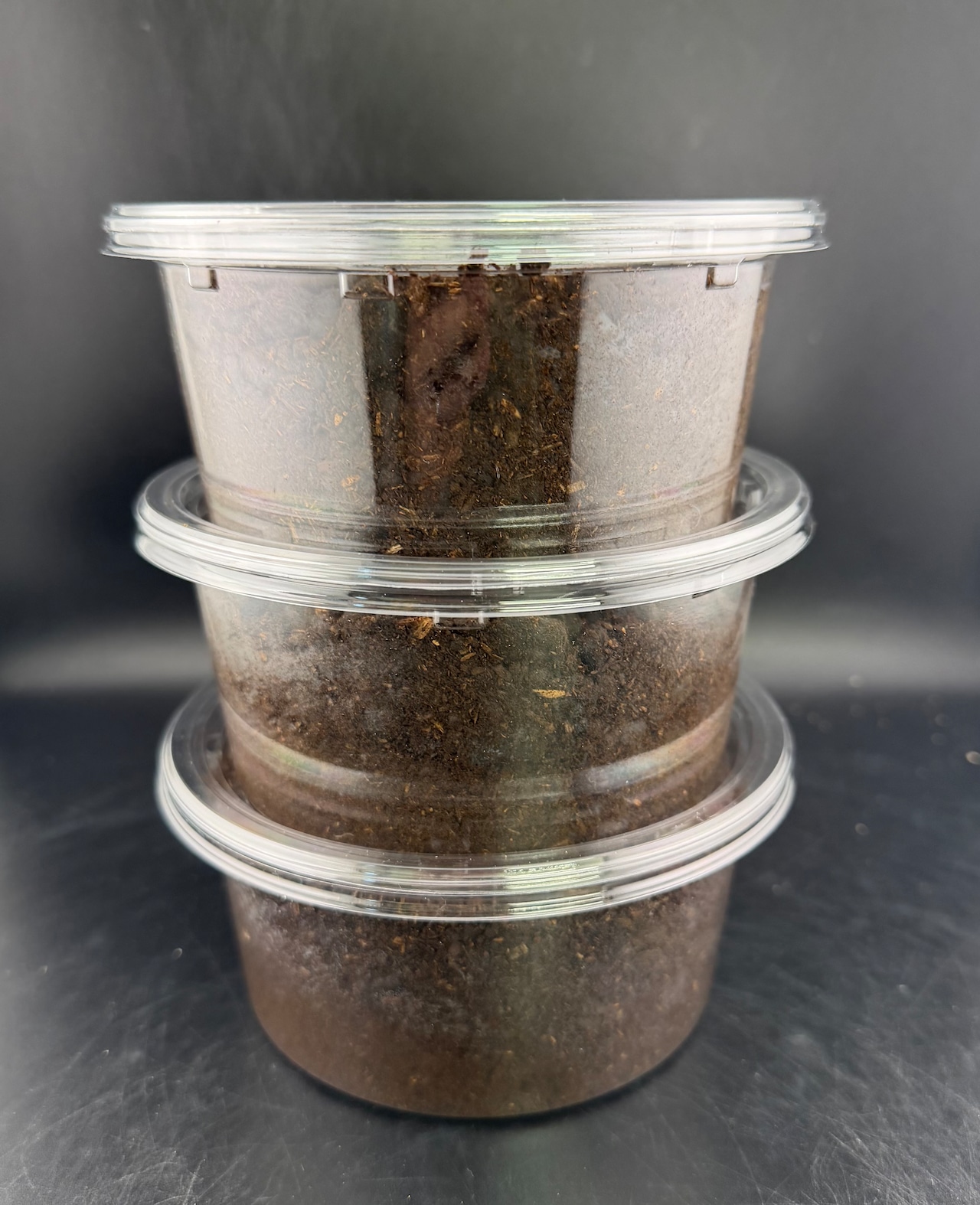 《ヘラクレス・モリシマイ 幼虫3頭セット》