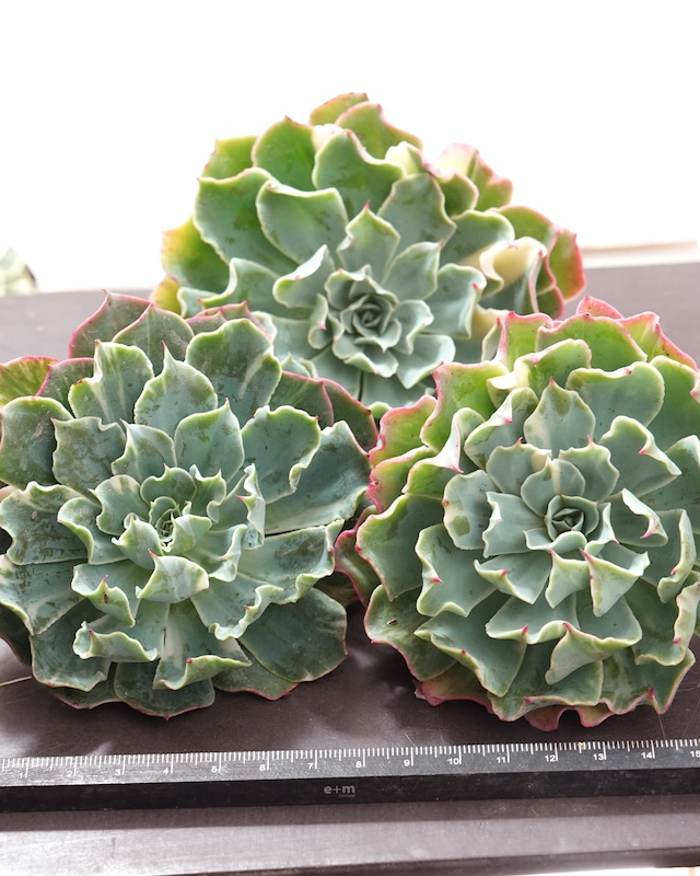 発根済カット苗 ツナミ ストライプ錦 ニュアンス Echeveria 'Tsunami' Striata 発根済カット苗 ツナミ ストライプ錦 ニュアンス Echeveria 'Tsunami' Striata