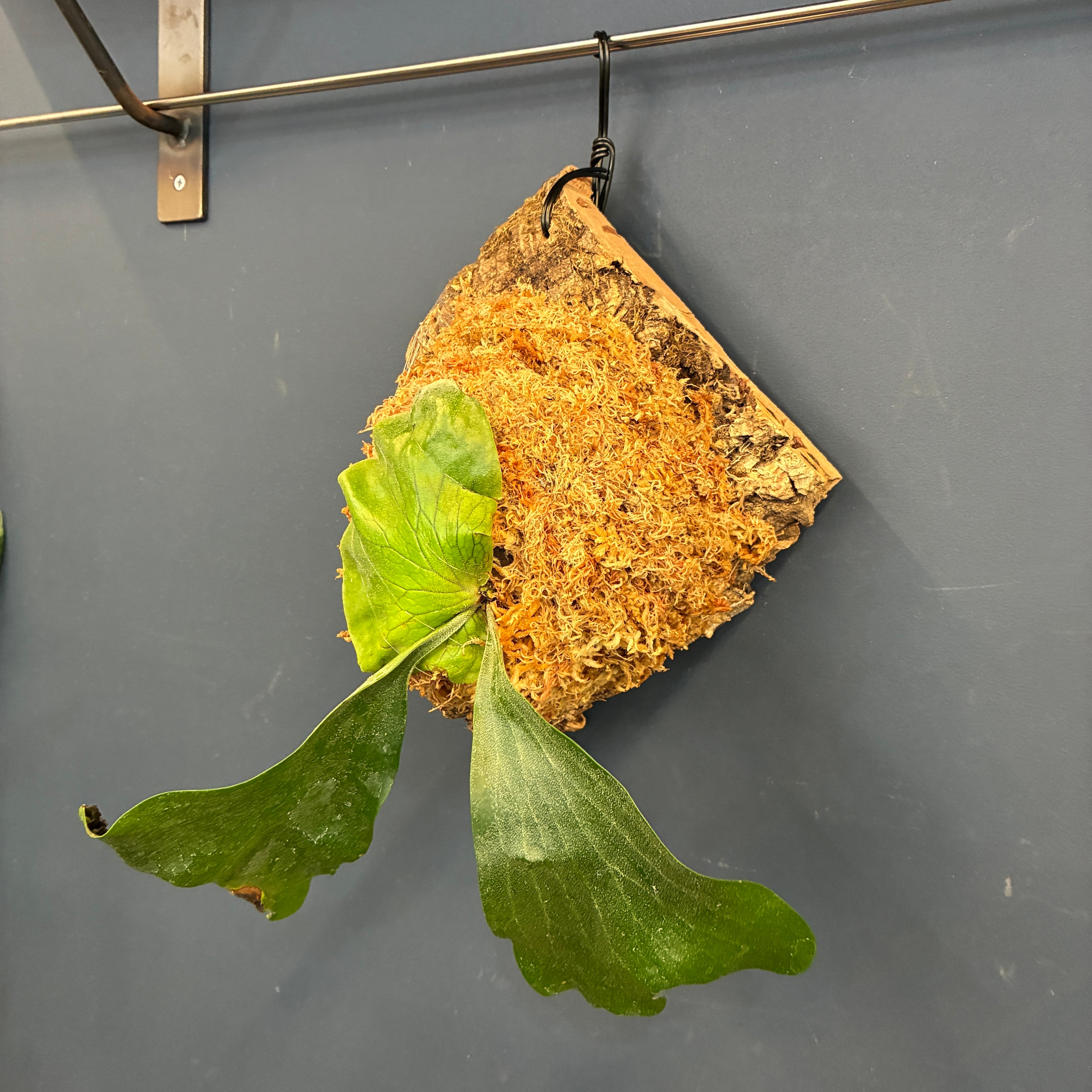 ビカクシダ Platycerium ellisii 板付（コルク）【891】 | PROTOLEAF