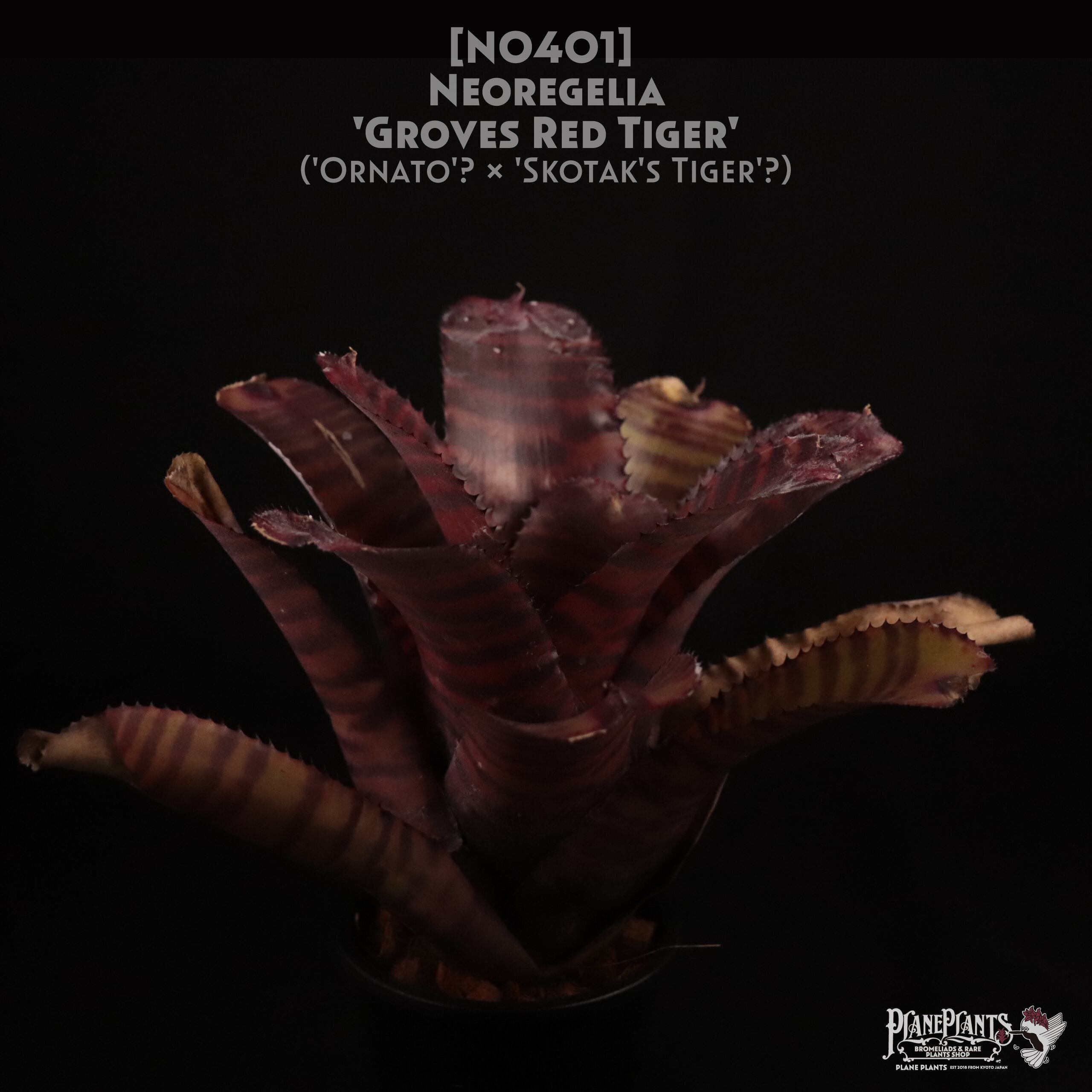 【送料無料】Neoregelia 'Red Tiger'〔ネオレゲリア〕現品発送N0401