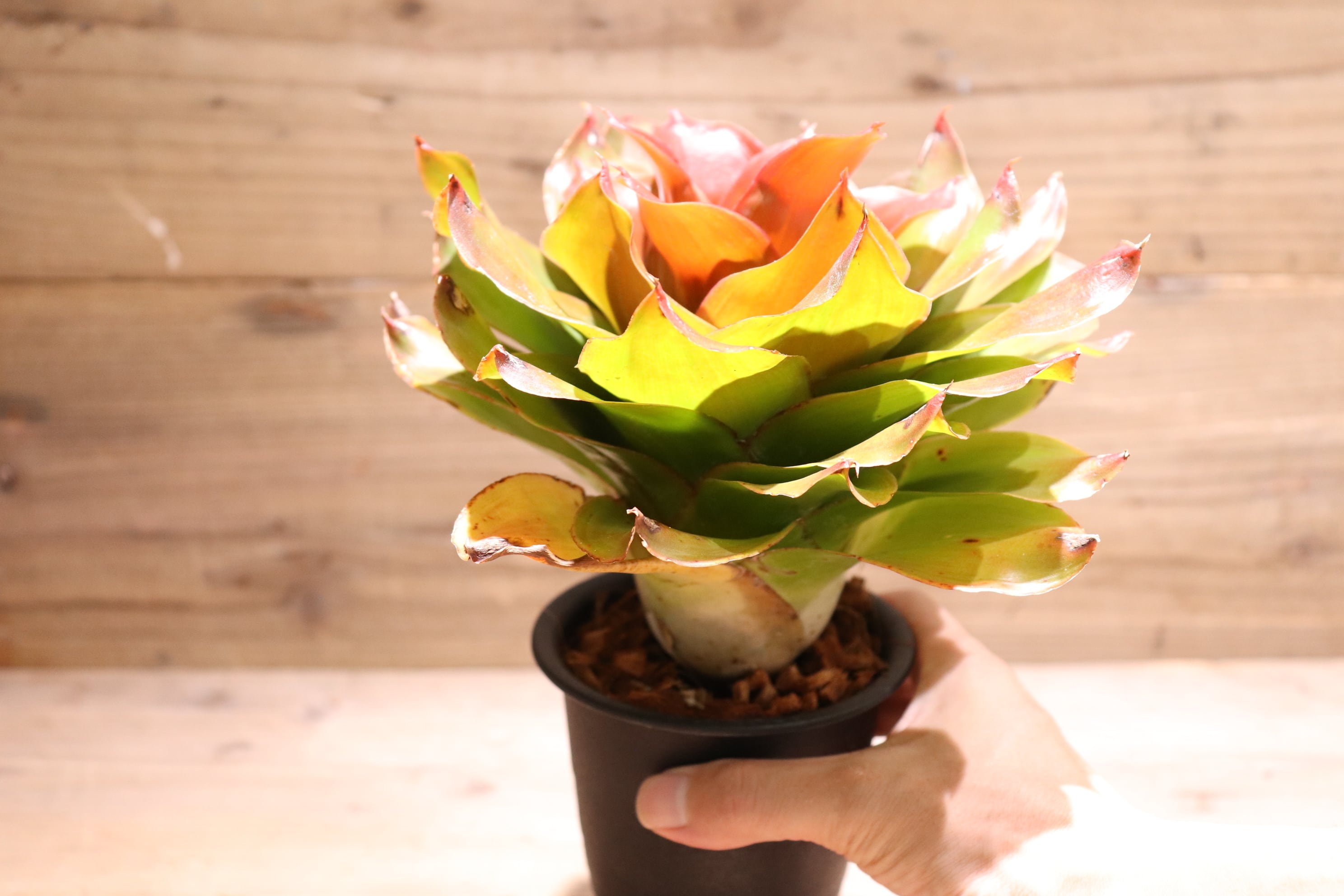 送料無料】Neoregelia 'Medusa' spinless〔ネオレゲリア〕現品発送