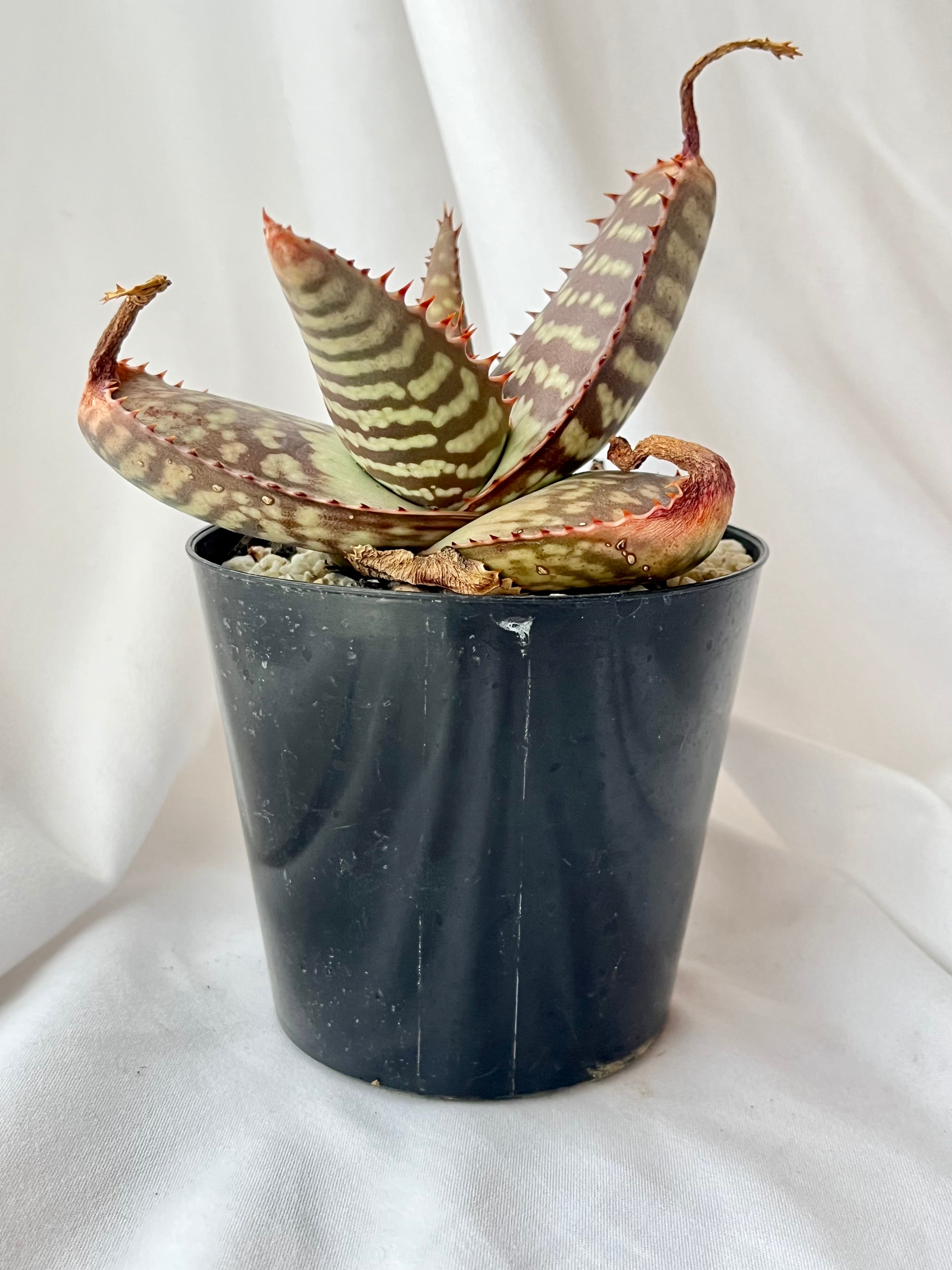 Aloe maculata v.latifolia アロエ ラティフォリア 多肉植物 | Pay ID