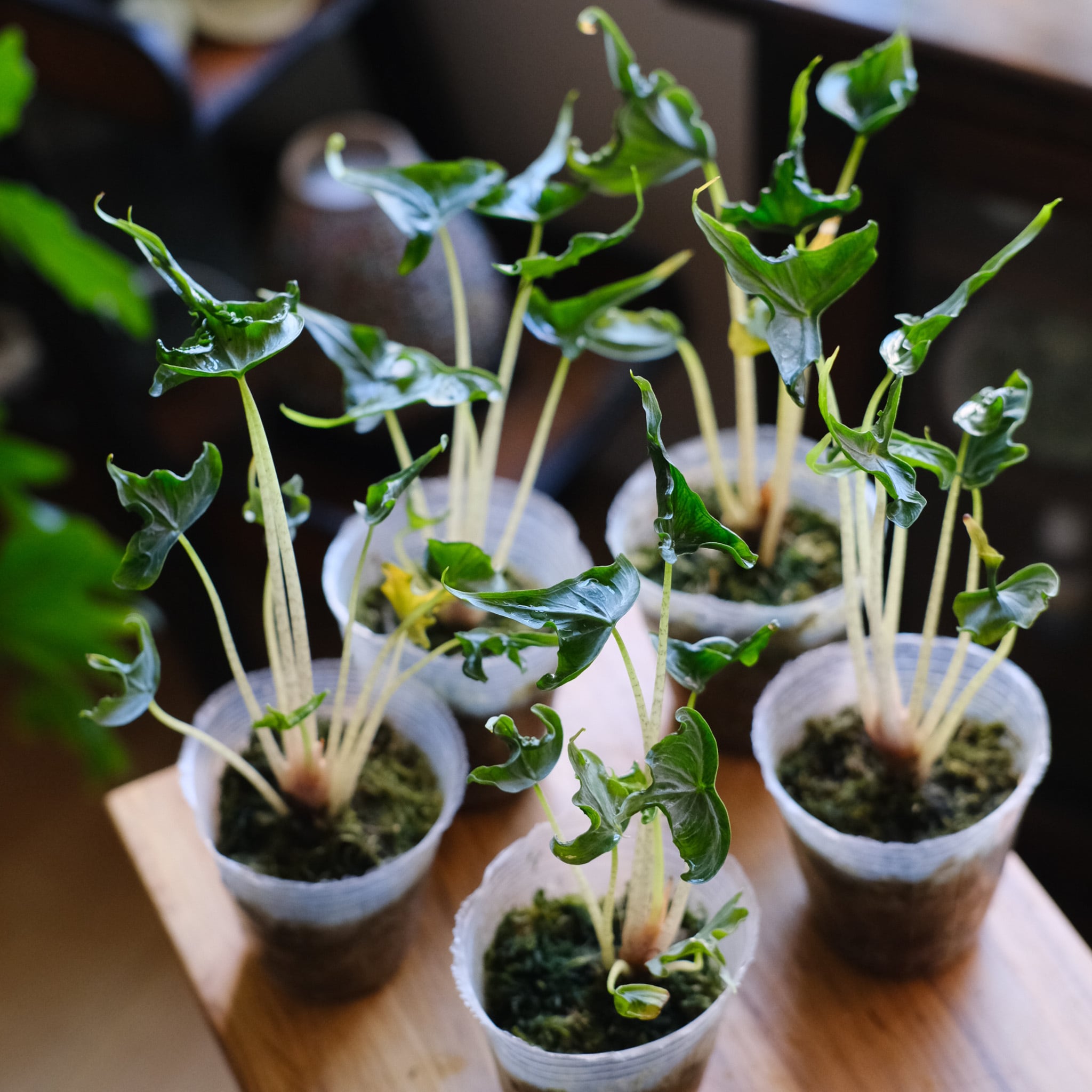 熱帯植物　アロカシア　\"ホーリーグレイ\" 熱帯植物 アロカシア ホーリーグレイ 【公式通販】