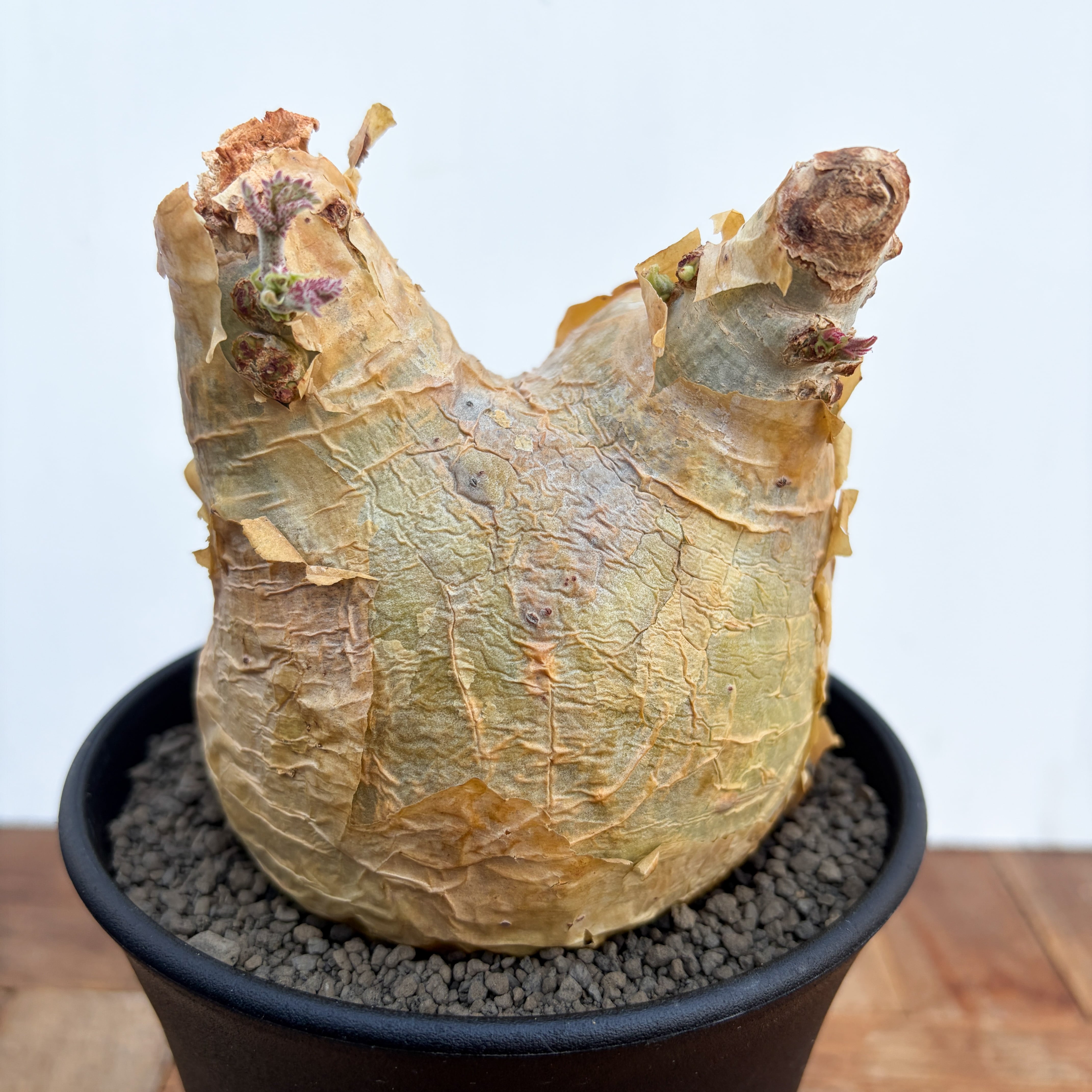 Cyphostemma uter var. macropus【キフォステンマ・ウター・マクロプス