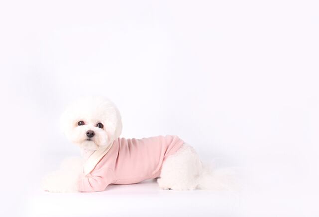 【SALE】creamy kara t-shirt S ~ XL / 犬服 春夏 新作 可愛い 犬の服 トップス 長袖 ドッグウェア ストレッチ 小型犬 中型犬 ペット top106