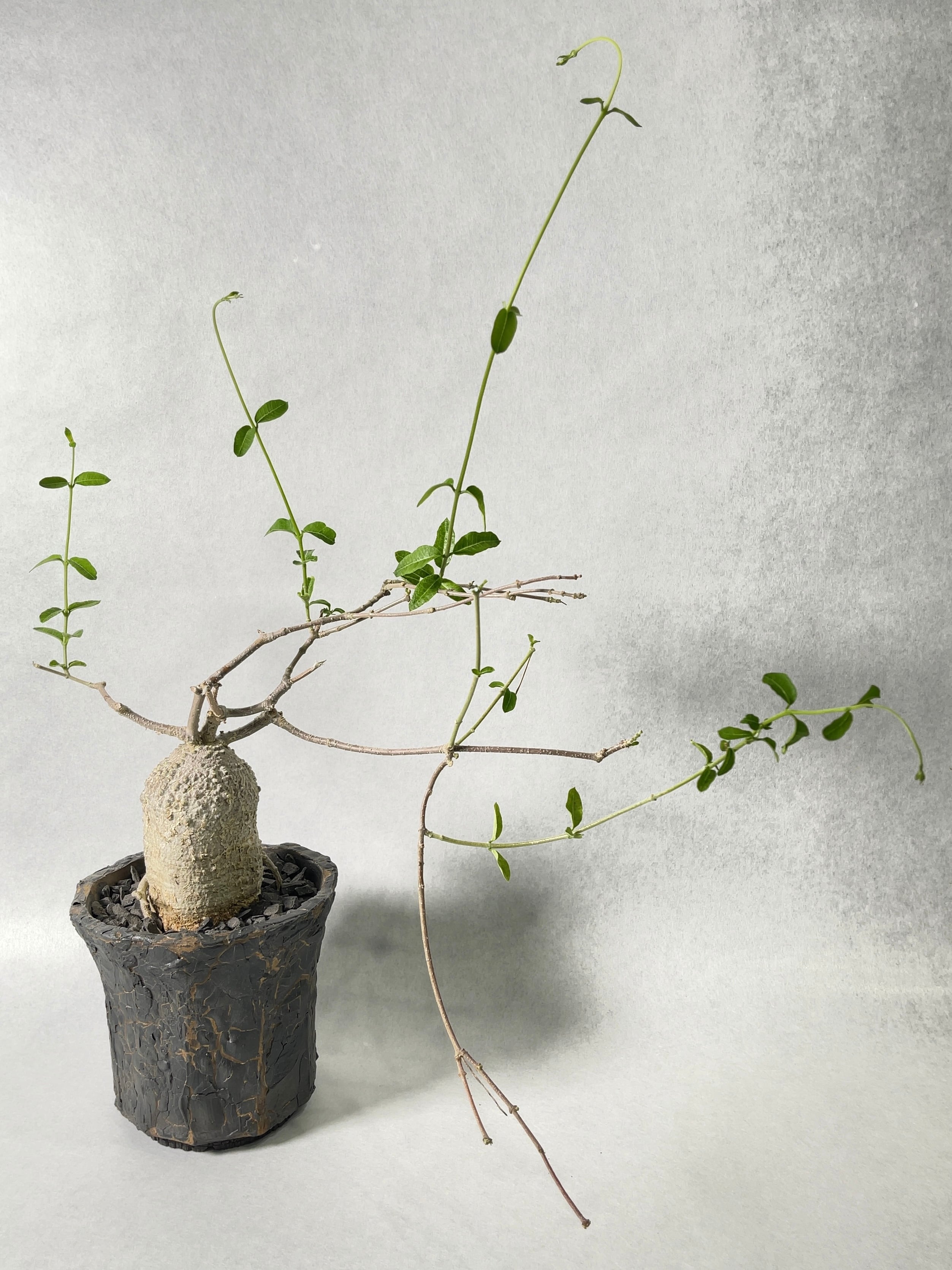 フォッケア・エデュリス | trigger