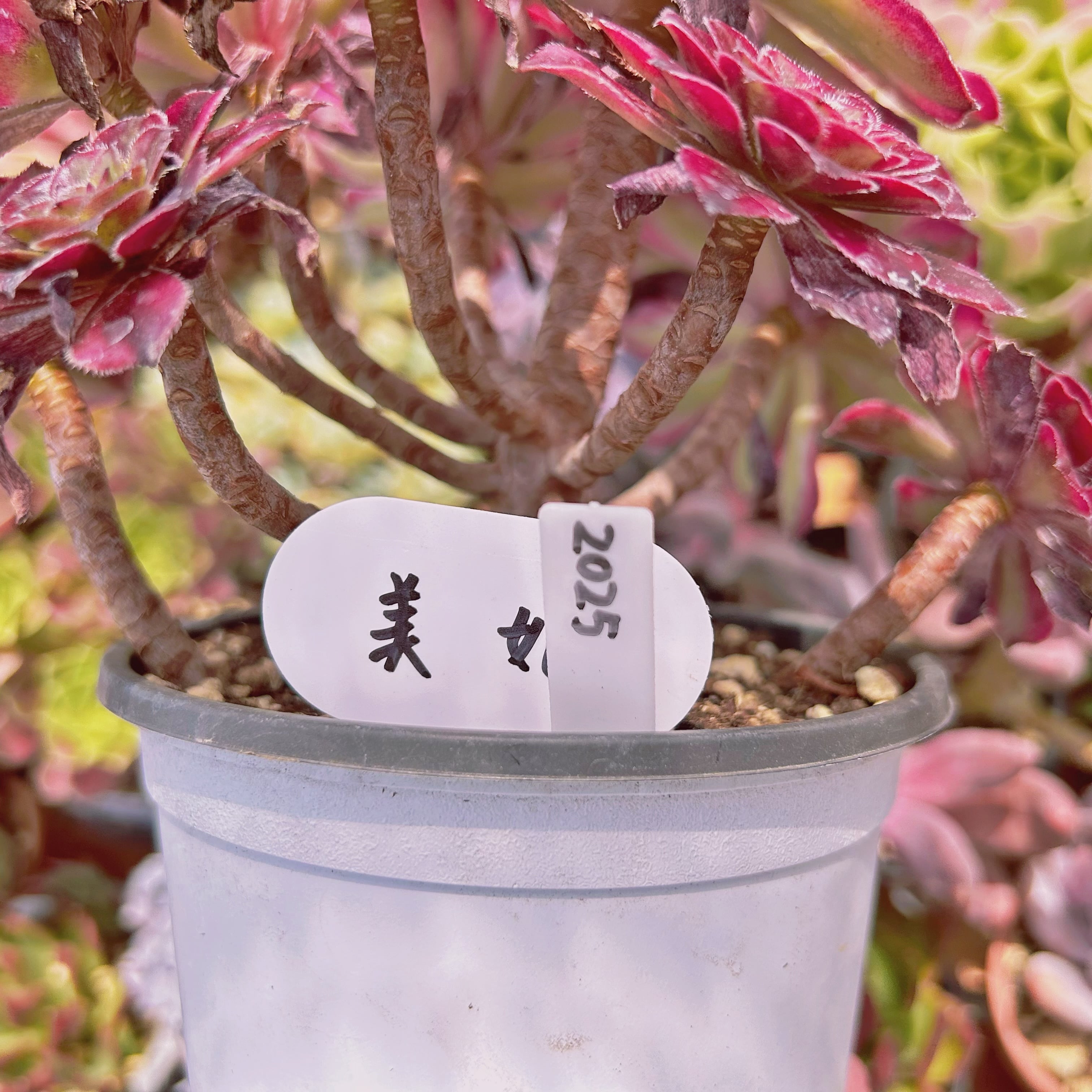 58#多肉植物アエオニウム錦❤️美姫❤️ 12大頭33cm拔き苗