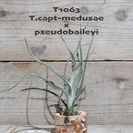 【送料無料】caput-medusae x pseudobaileyi〔エアプランツ〕現品発送T1063