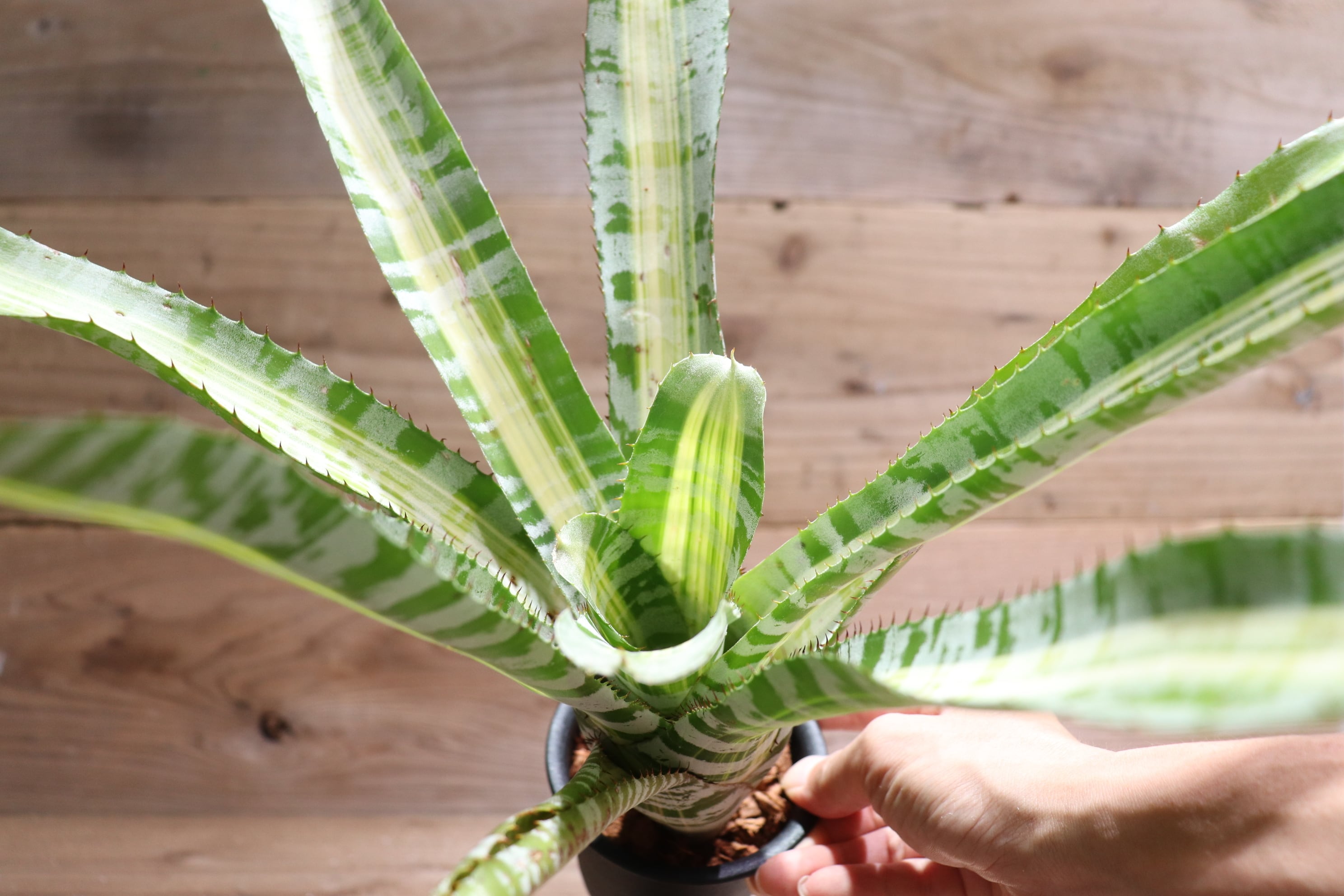 【送料無料】Aechmea 'Vista'〔エクメア〕現品発送A186 送料無料】Aechmea 'Vista'〔エクメア〕現品発送A0028 | plane plants