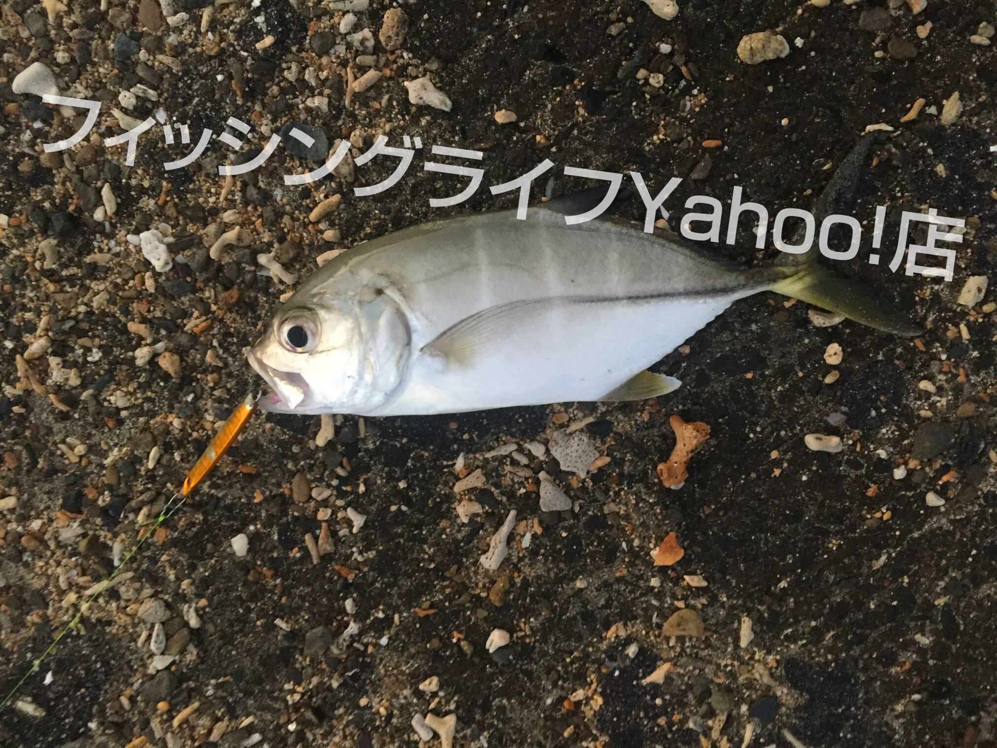 送料無料】メタルジグ 25g 5色 5個セット 青物 ヒラメ等