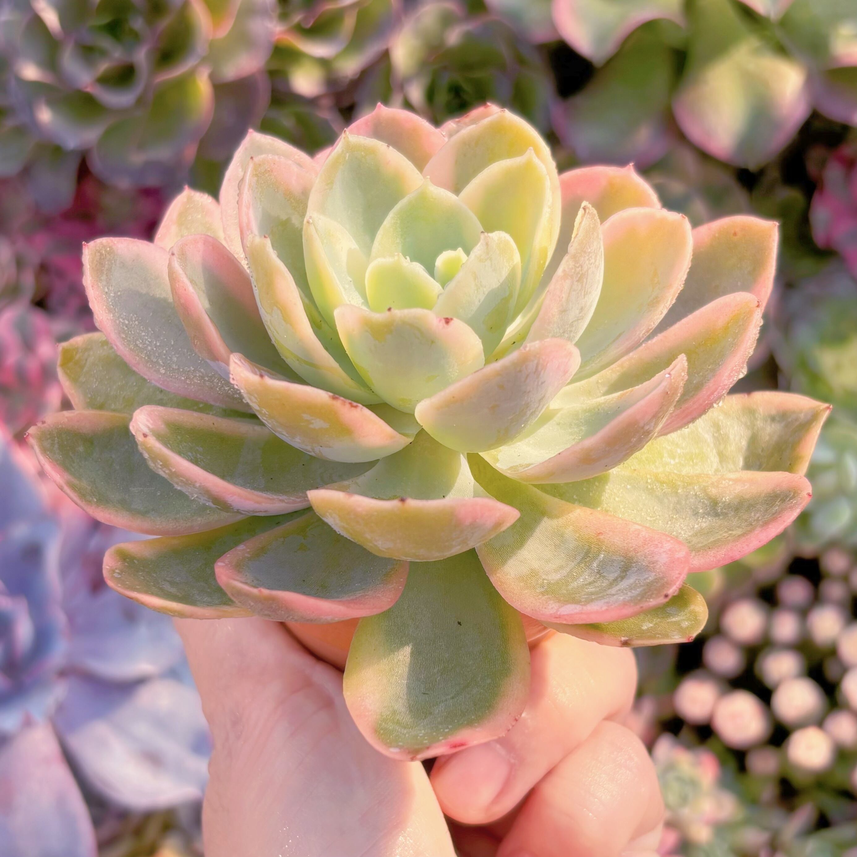 多肉植物 ピンクベラ錦 新入荷 るる農園 | るる農園~多肉植物専門