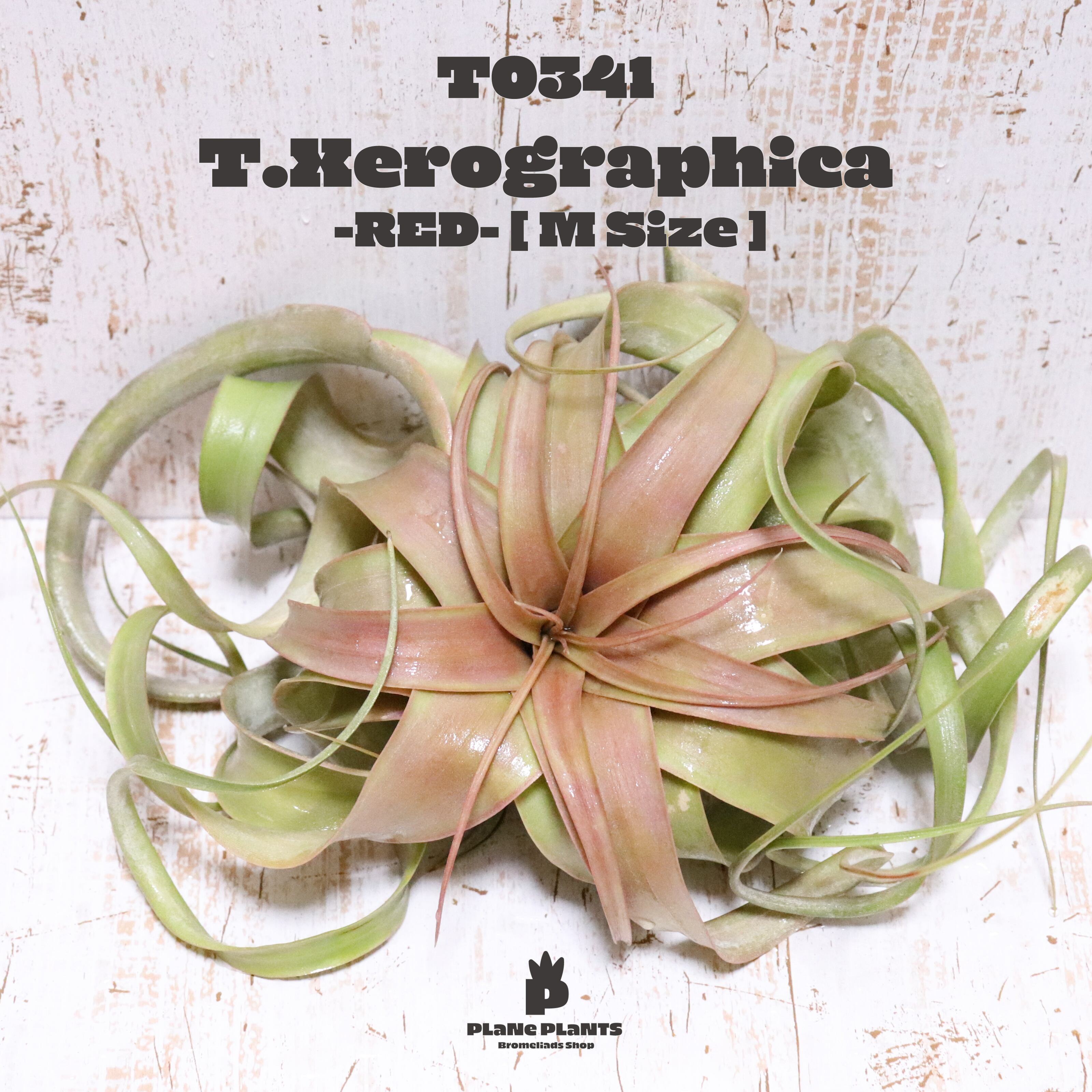 【reserved】キセログラフィカM〔エアプランツ〕現品発送T0341