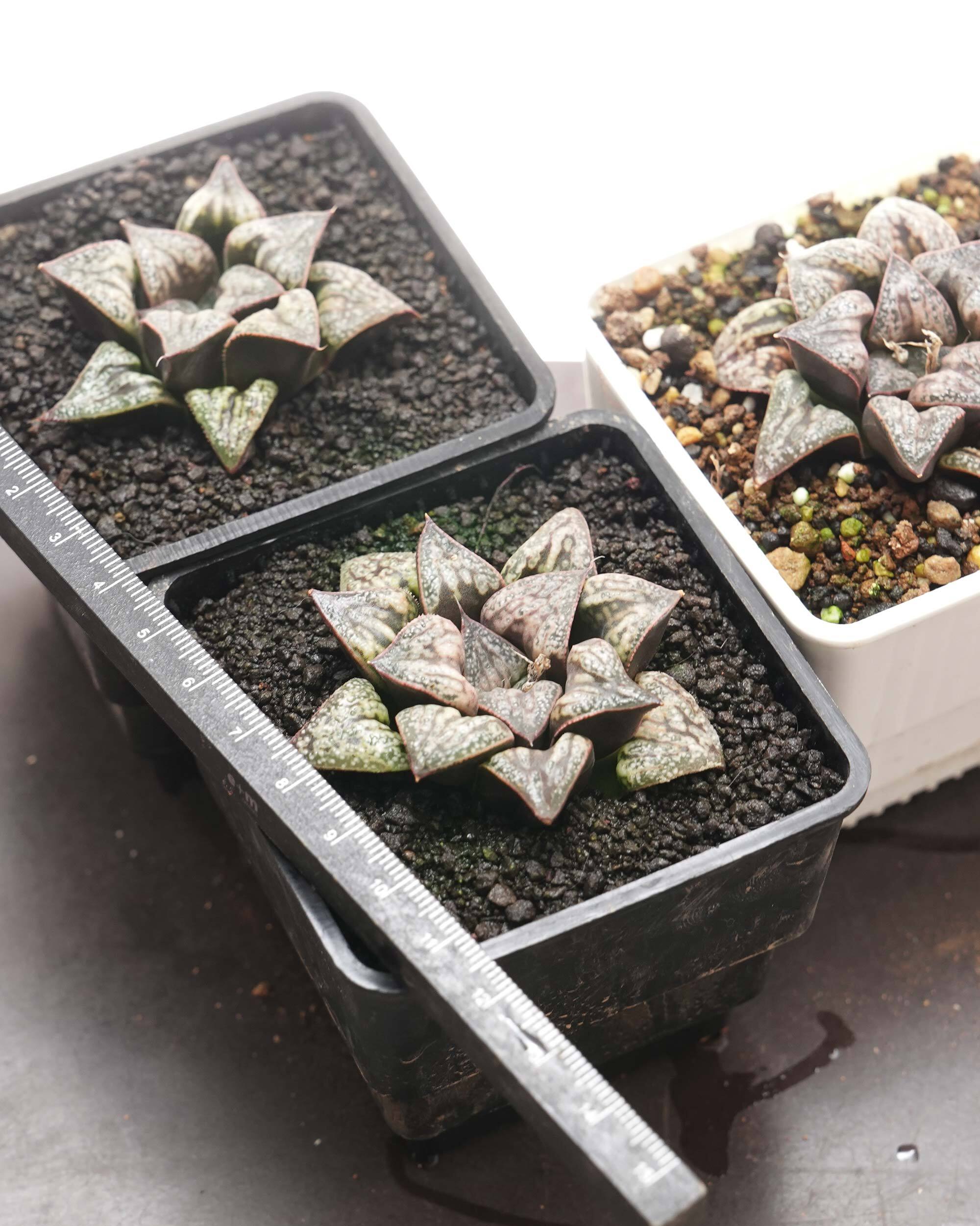 抜き苗 ハオルチア 花葵 Haworthia 'Hana Aoi' | PUKUBOOK SUCCULENTS