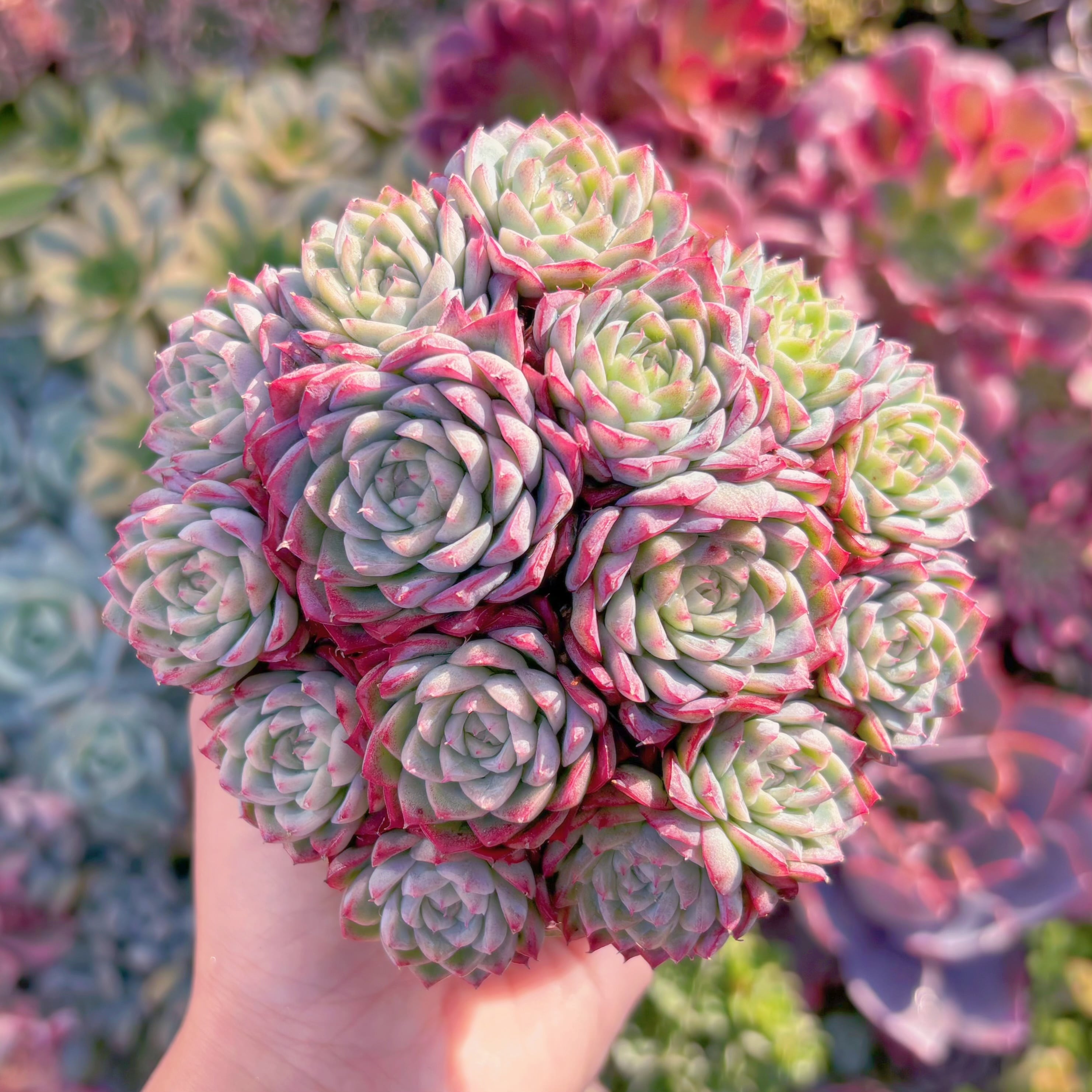 多肉植物　新品種　女王花冠　大群生　新入荷　るる農園