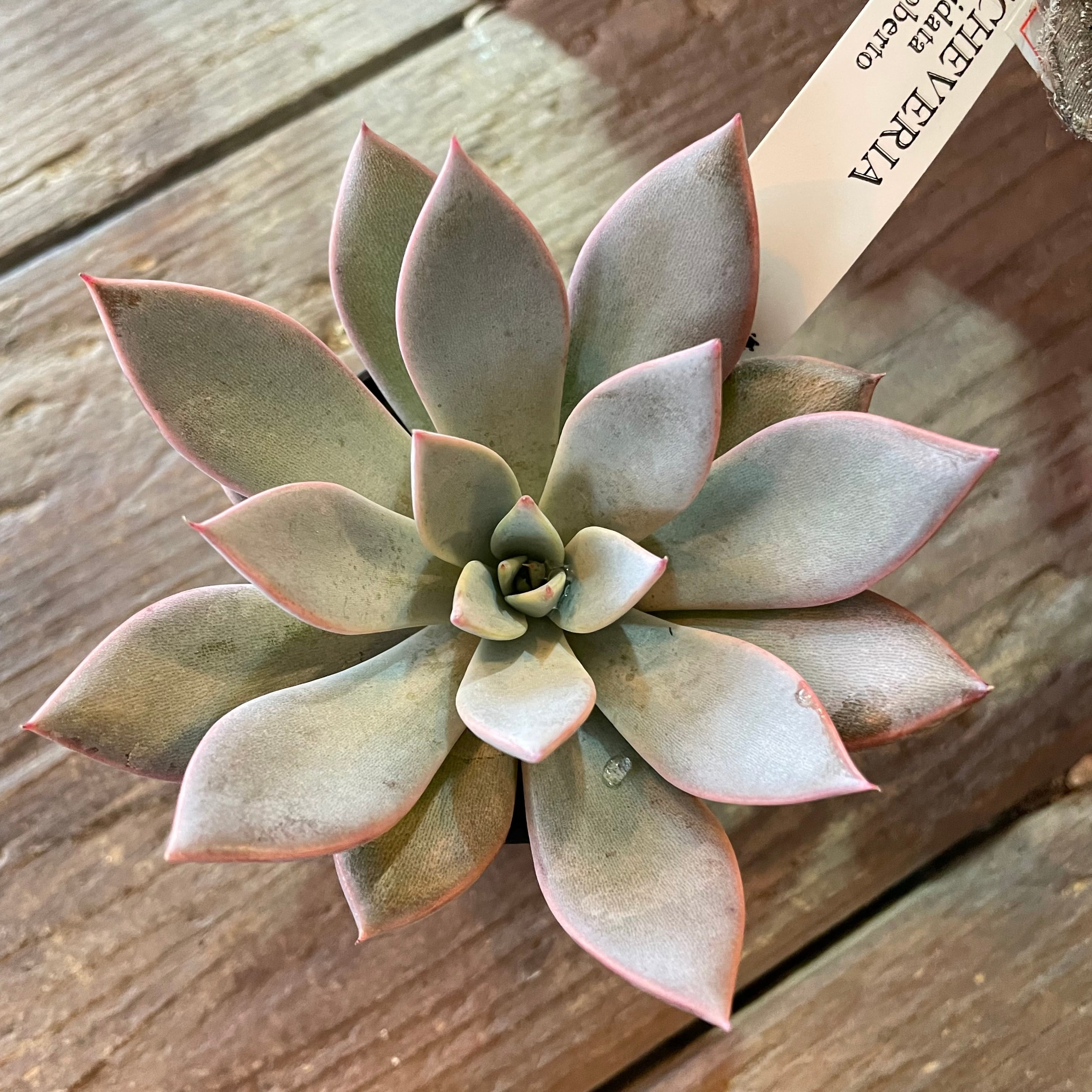 T)クスピダータ サンロベルト | RuPo 多肉植物専門店