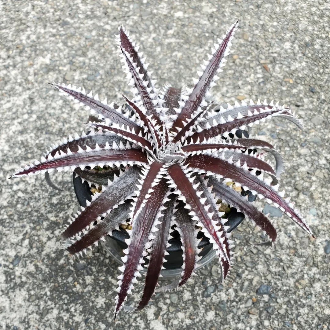 F00374_Dyckia 'BBB'：ディッキア・BBB（子株） | レアプランツ通販