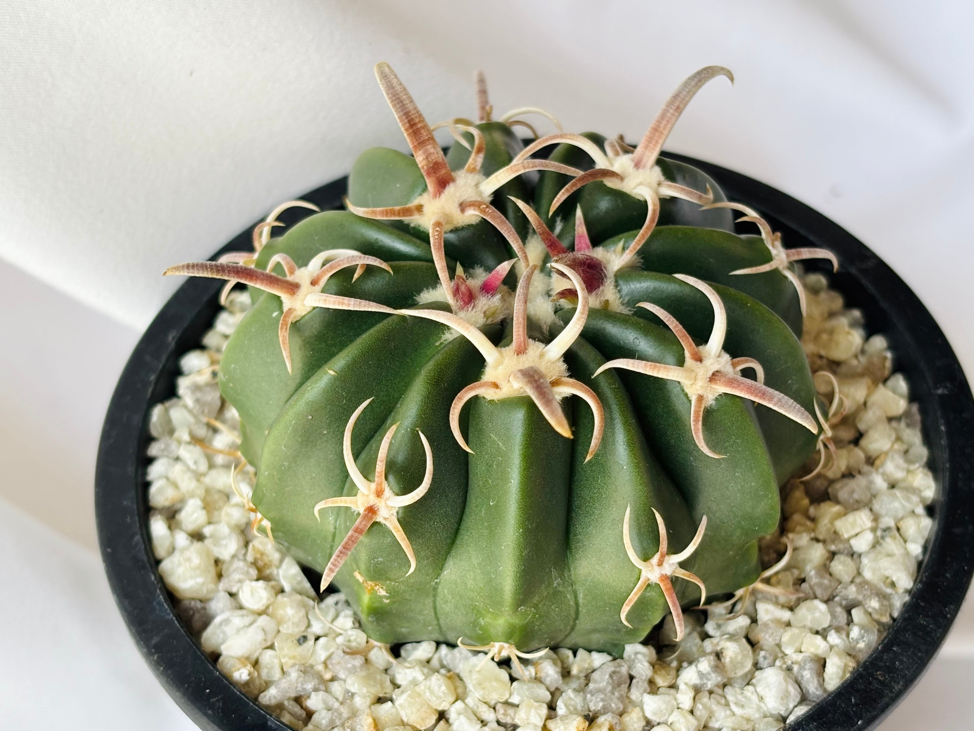 Echinocactus texensis エキノカクタス 綾波 武蔵 サボテン | plants