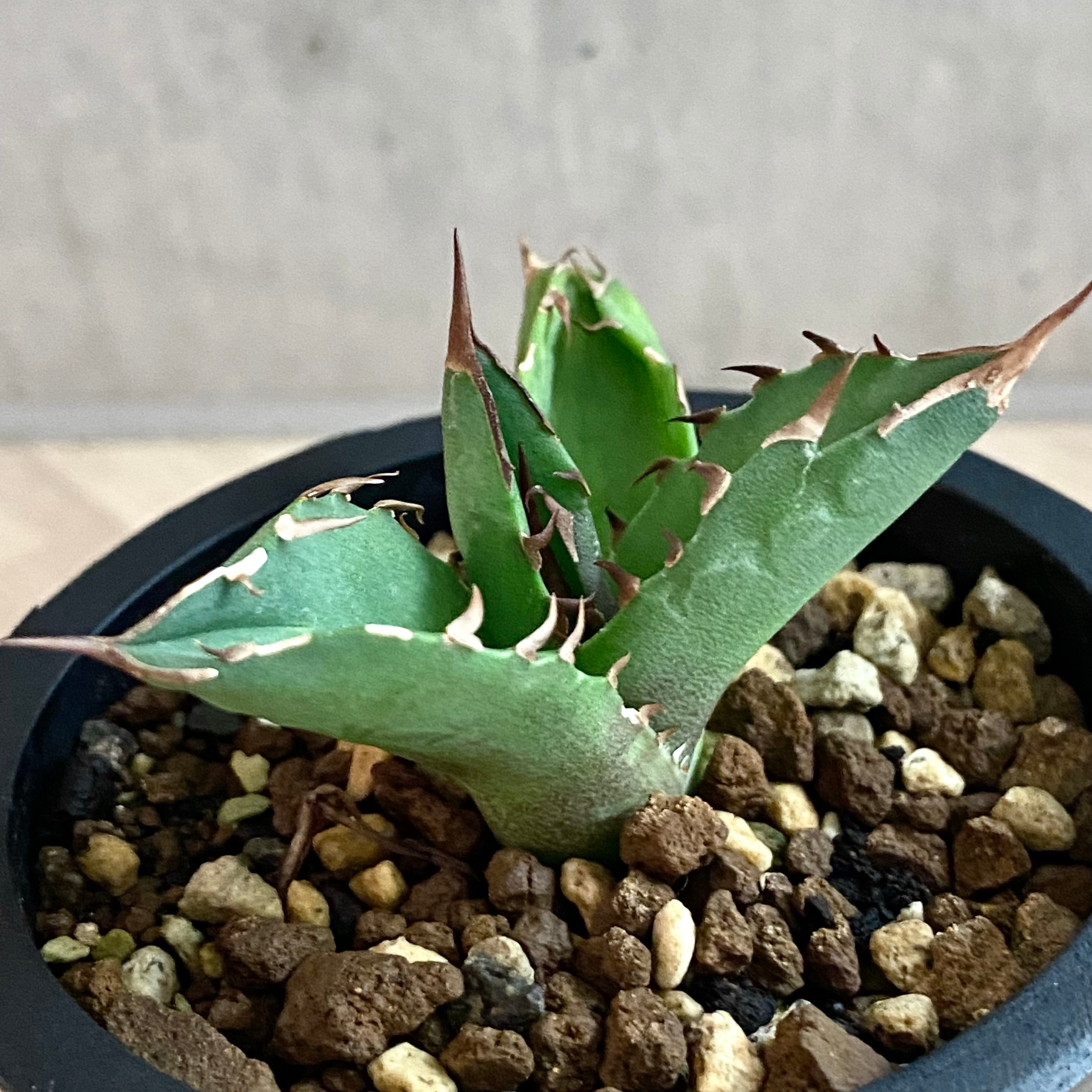 agave titanota fo 076 子株/アガベ チタノタ fo 076 子株【観葉植物