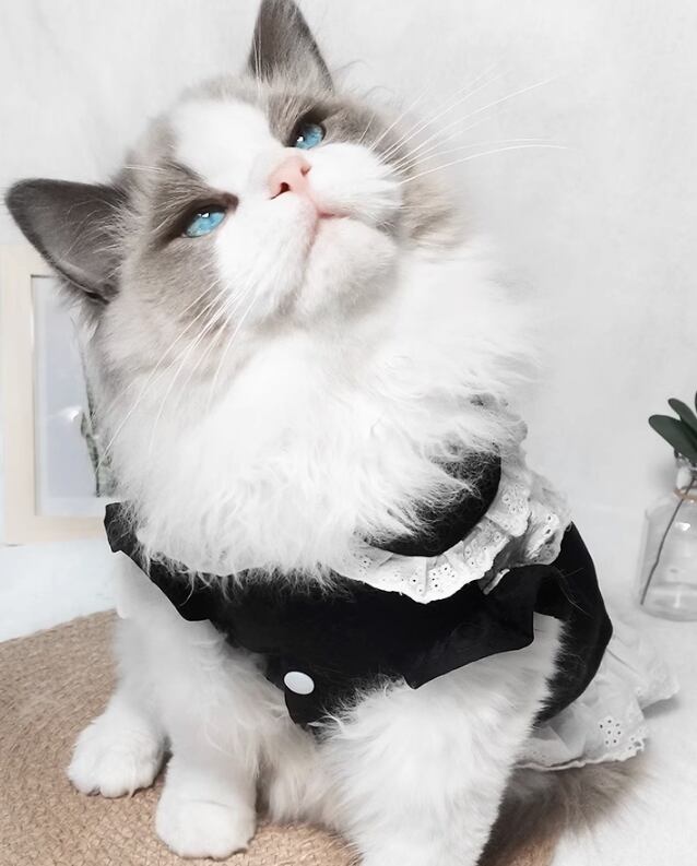 キャット 猫 ドレス ワンピース スカート エプロン コスチューム