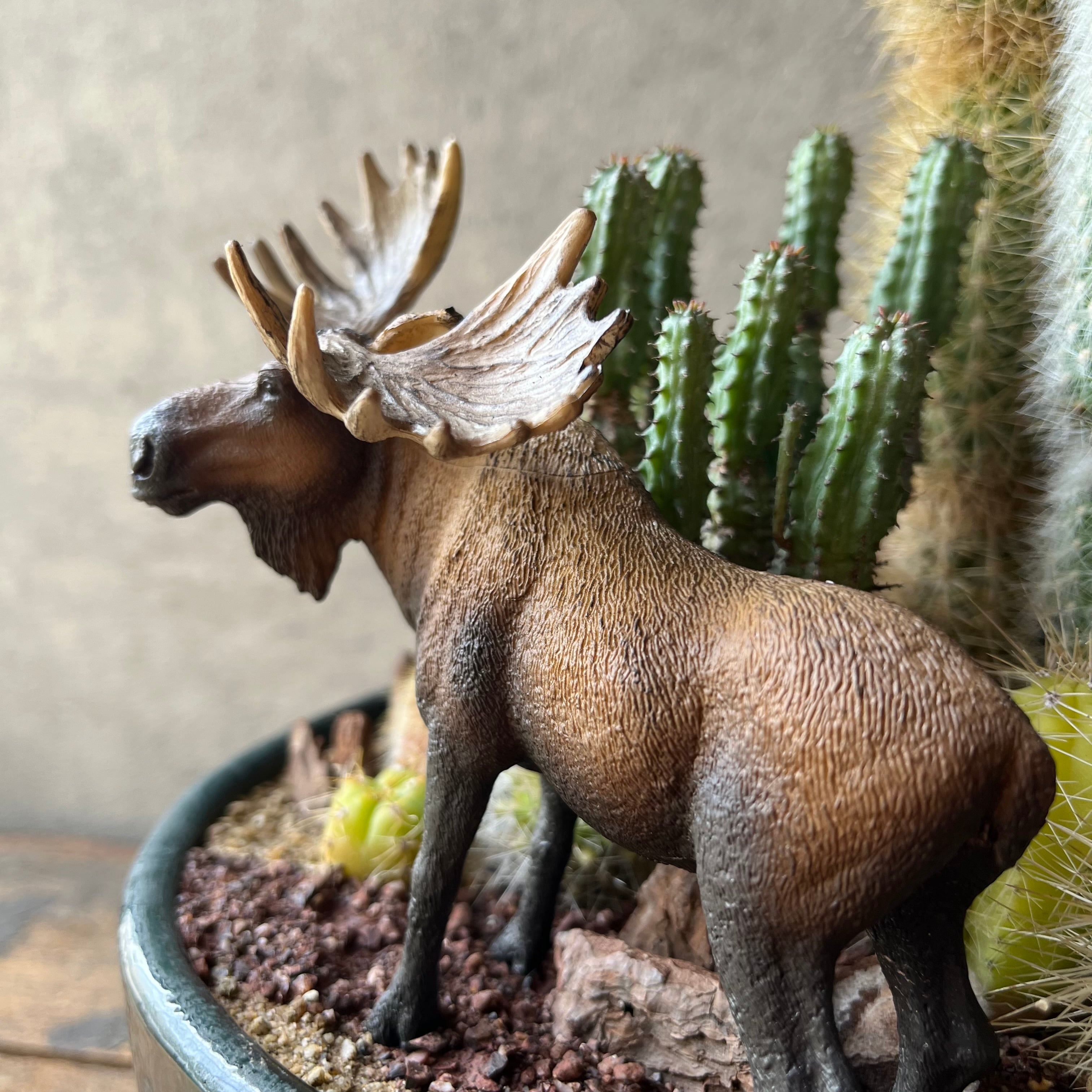 moose ムース | SABOTEN MISSILE