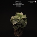 【送料無料】streptophylla M〔エアプランツ〕現品発送T3746