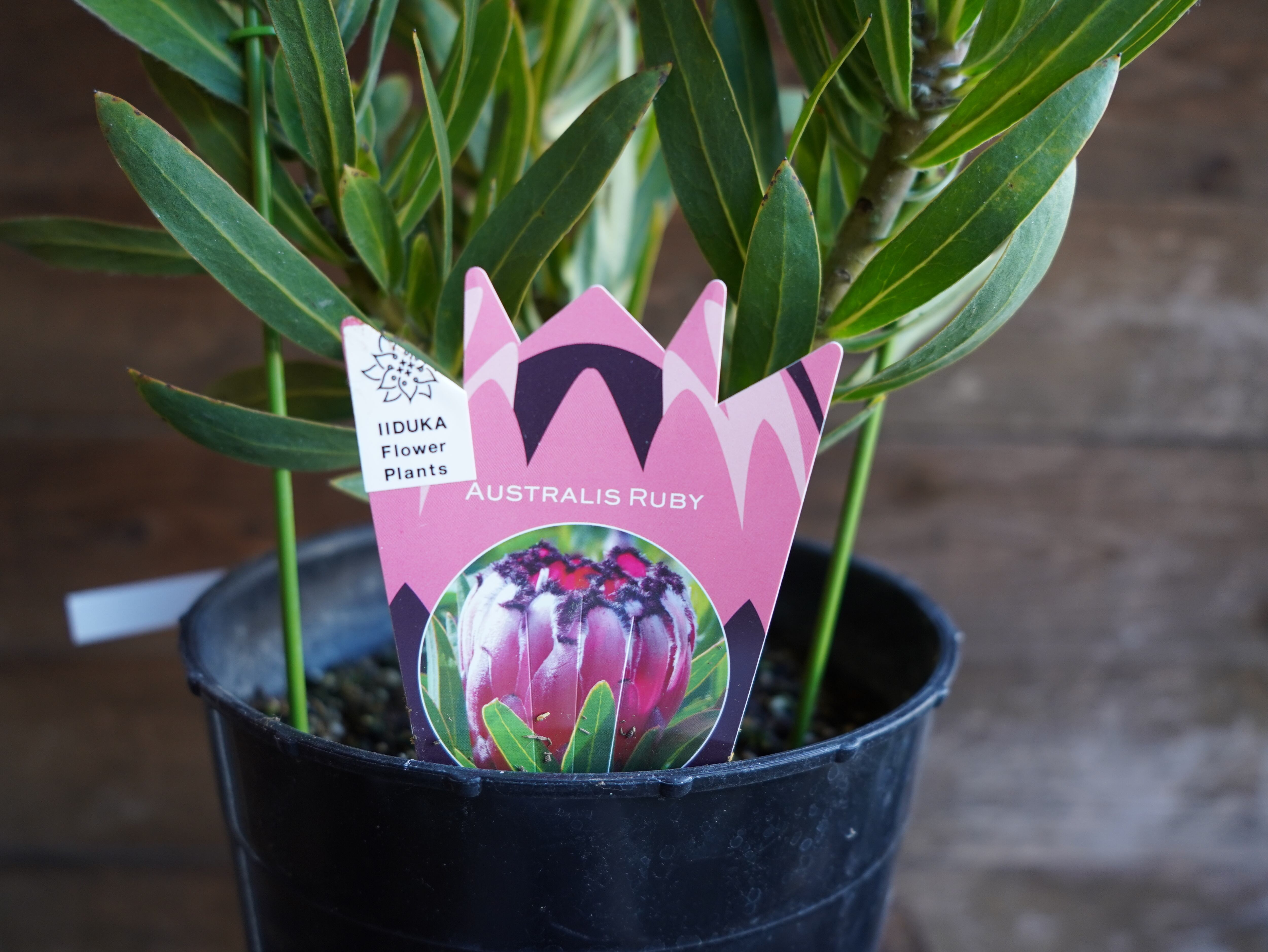 【現物】プロテア　”オーストラリスルビー”