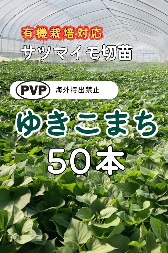 ハロウィンスウィート切苗 50本 | さぬきガーデンやさい屋