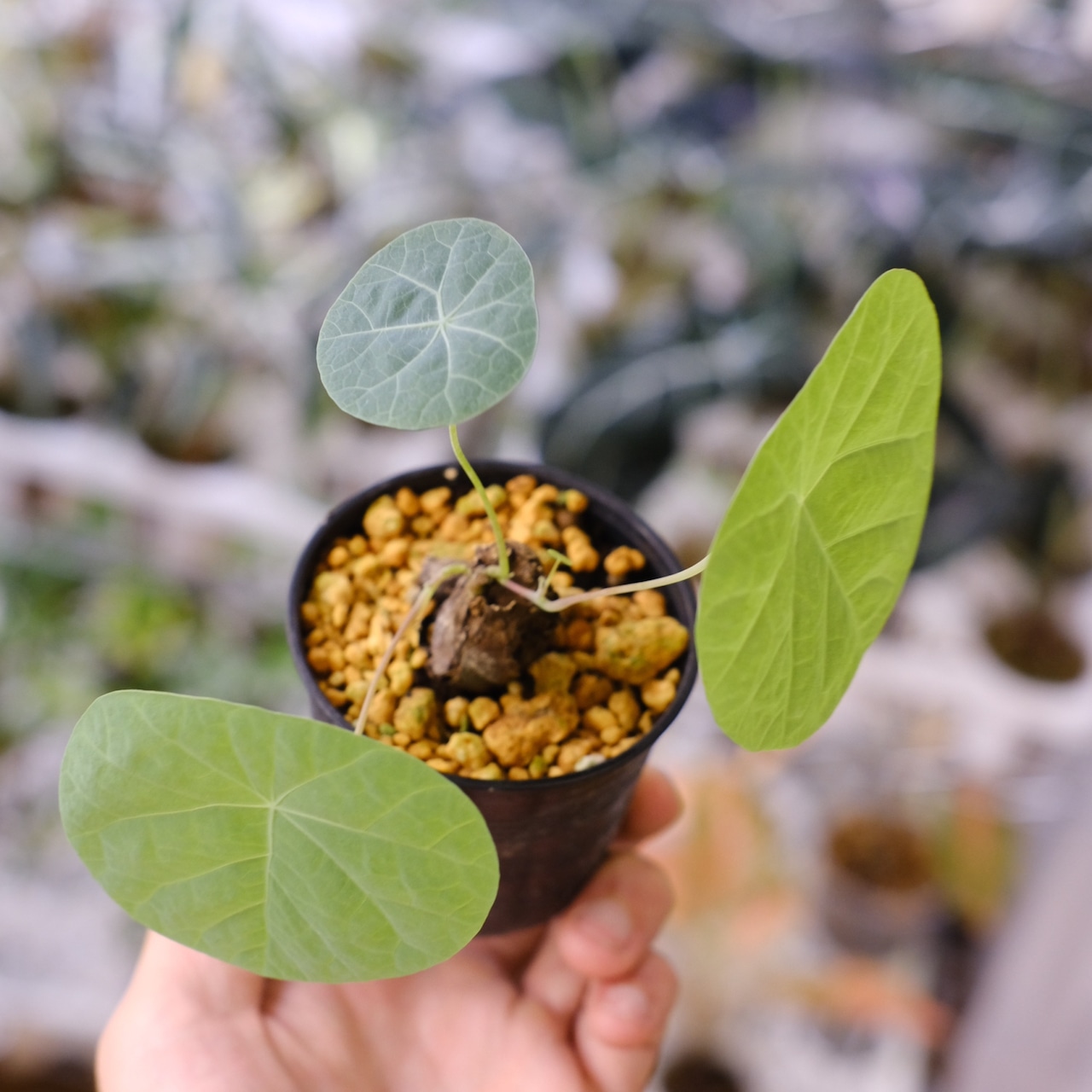 Stephania kaweesakii / ステファニア カウィーサキー㉓/ 観葉植物