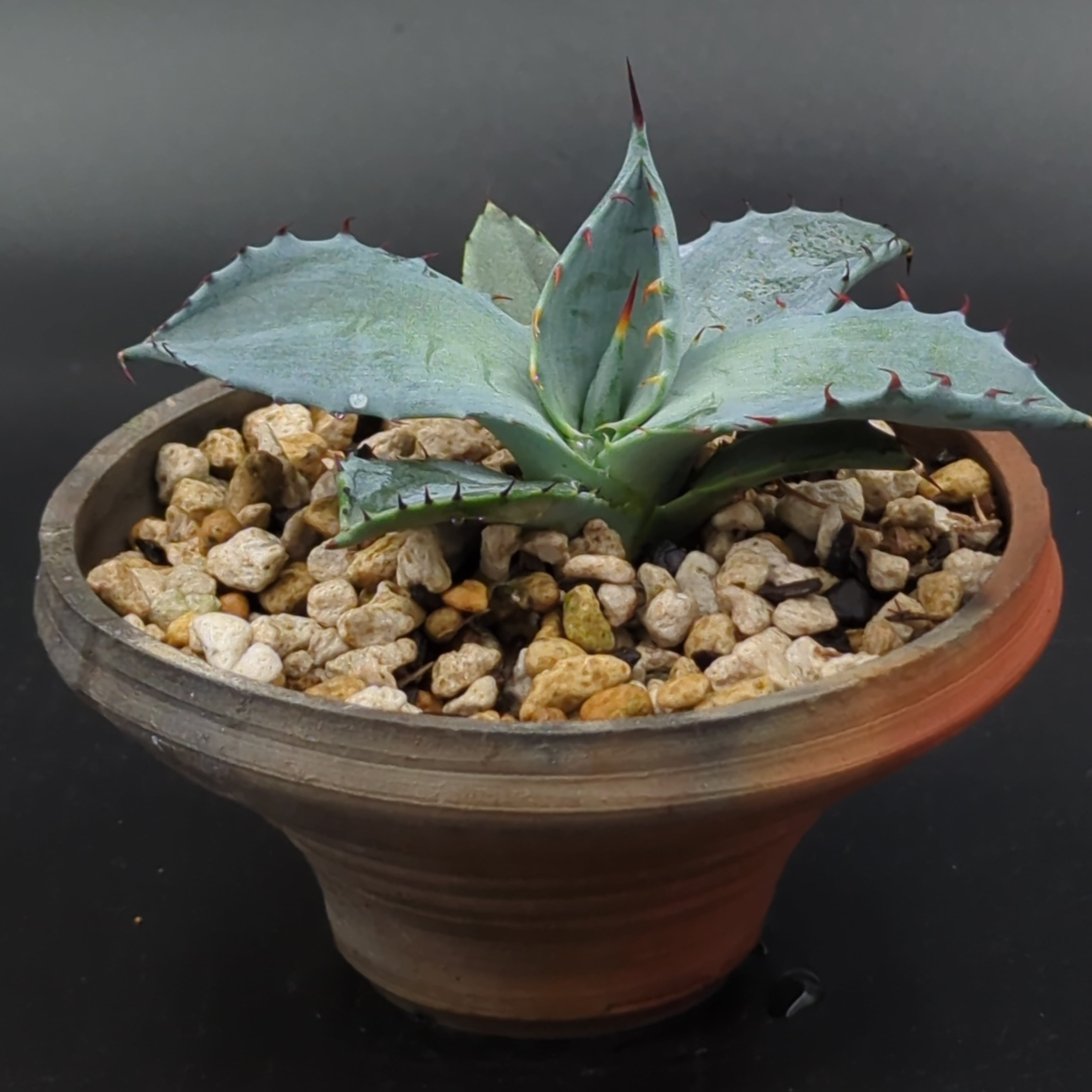 アガベ パルメリー Agave palmeri 作家鉢【噐infecto.】植え込み株