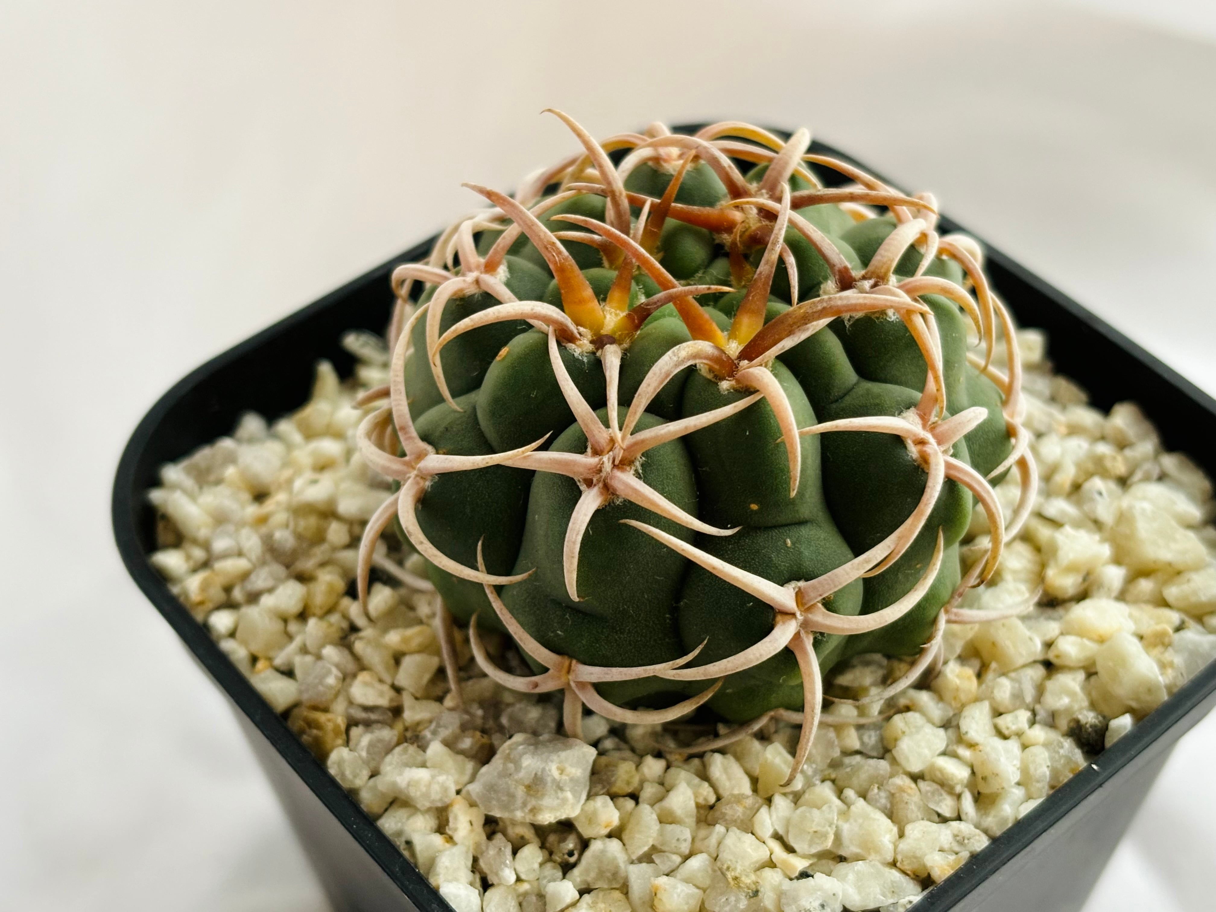 Gymnocalycium mostii ssp. ferocior ギムノカリキュウム フェロ Gymnocalycium mostii ssp. ferocior ギムノカリキュウム フェロ