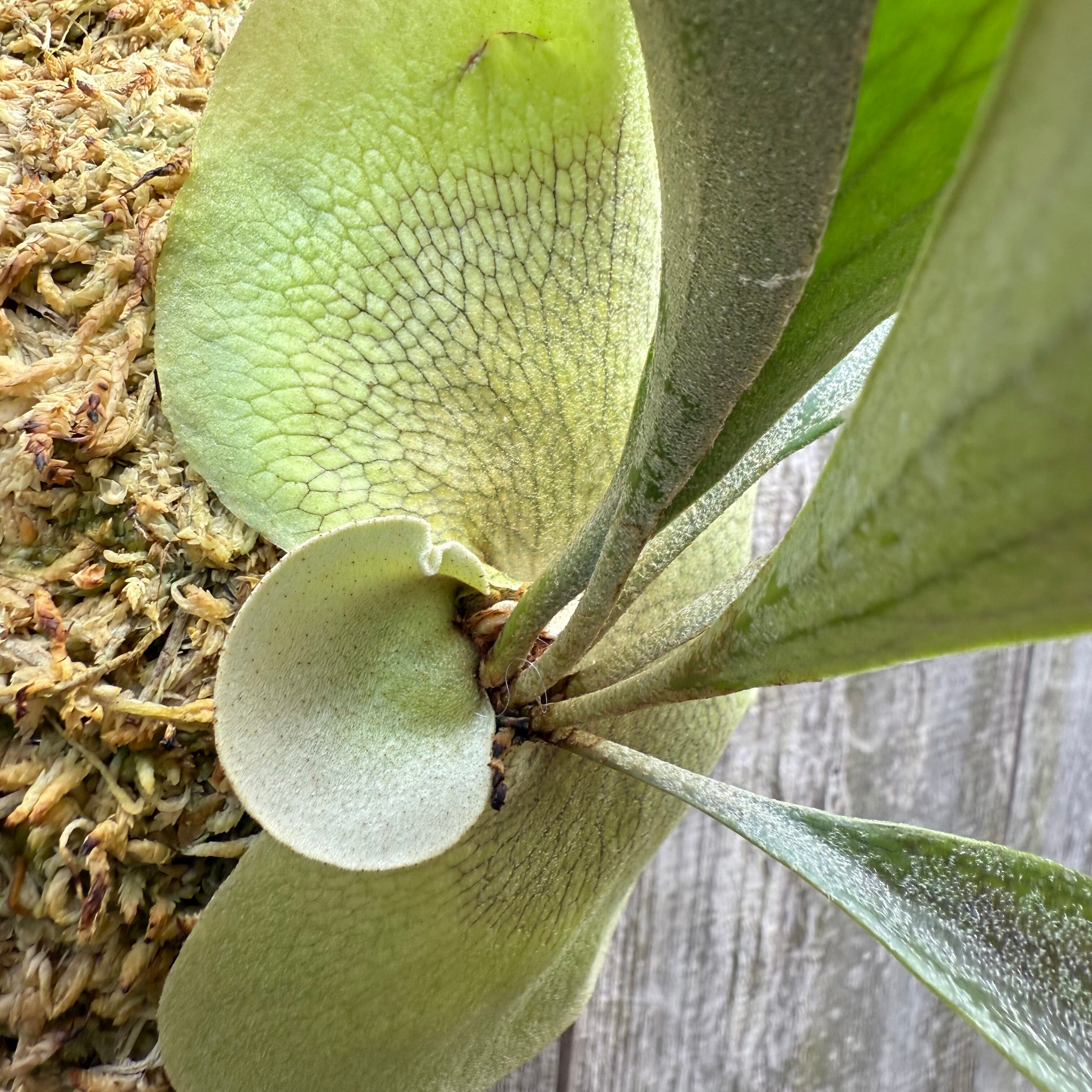 P. Dancing Peacock Sporelings | naturefix