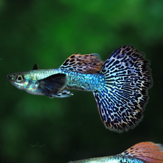 極上プラチナレッドドラゴン　２ペア＋おまけブラオメス２匹