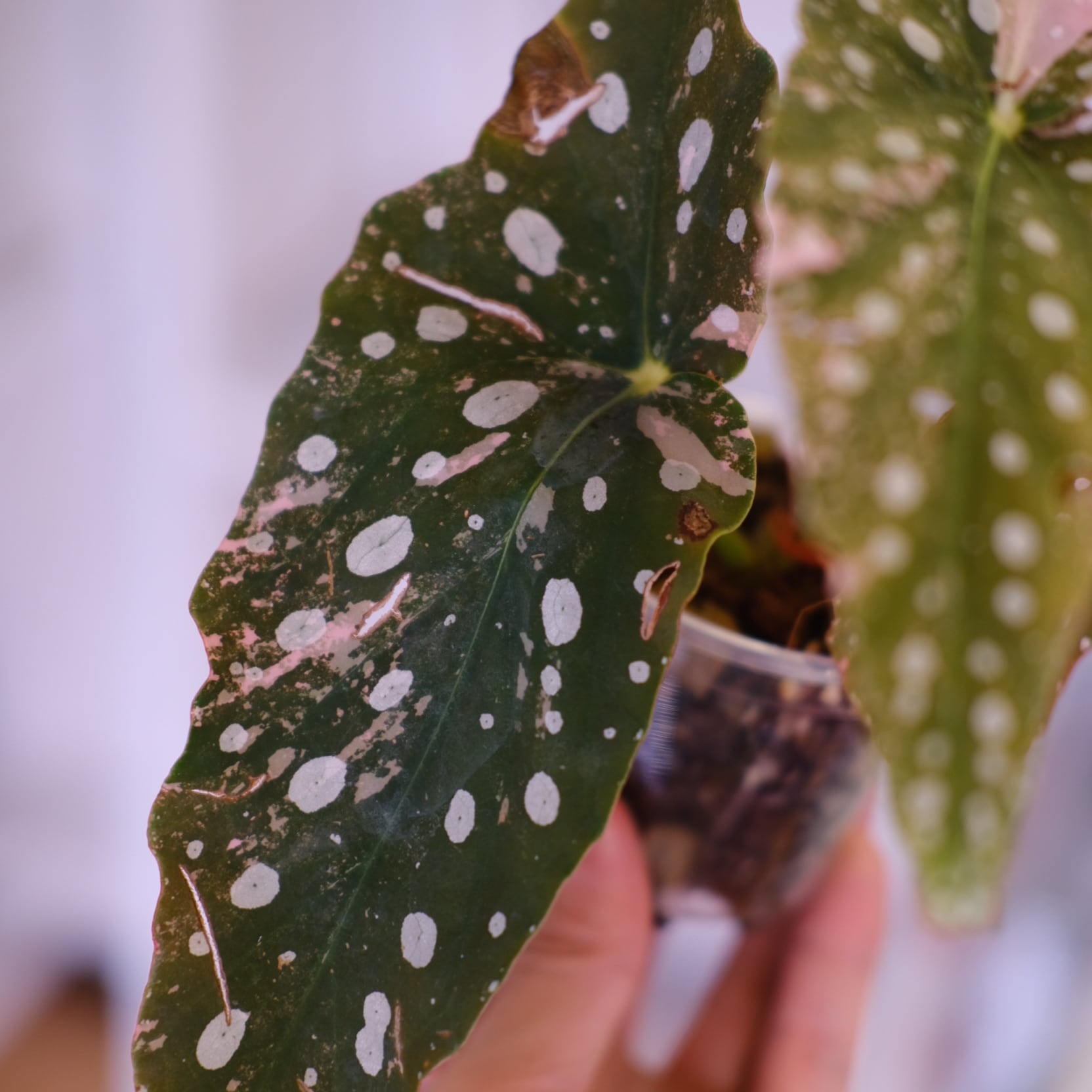 Begonia maculata variegata 'Pink'｜ベゴニア マクラータ ピンク