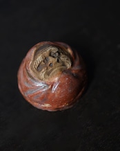 香合　達磨　赤楽風