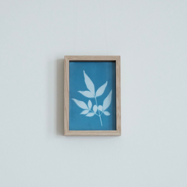 植物の青写真　cyanotype #1