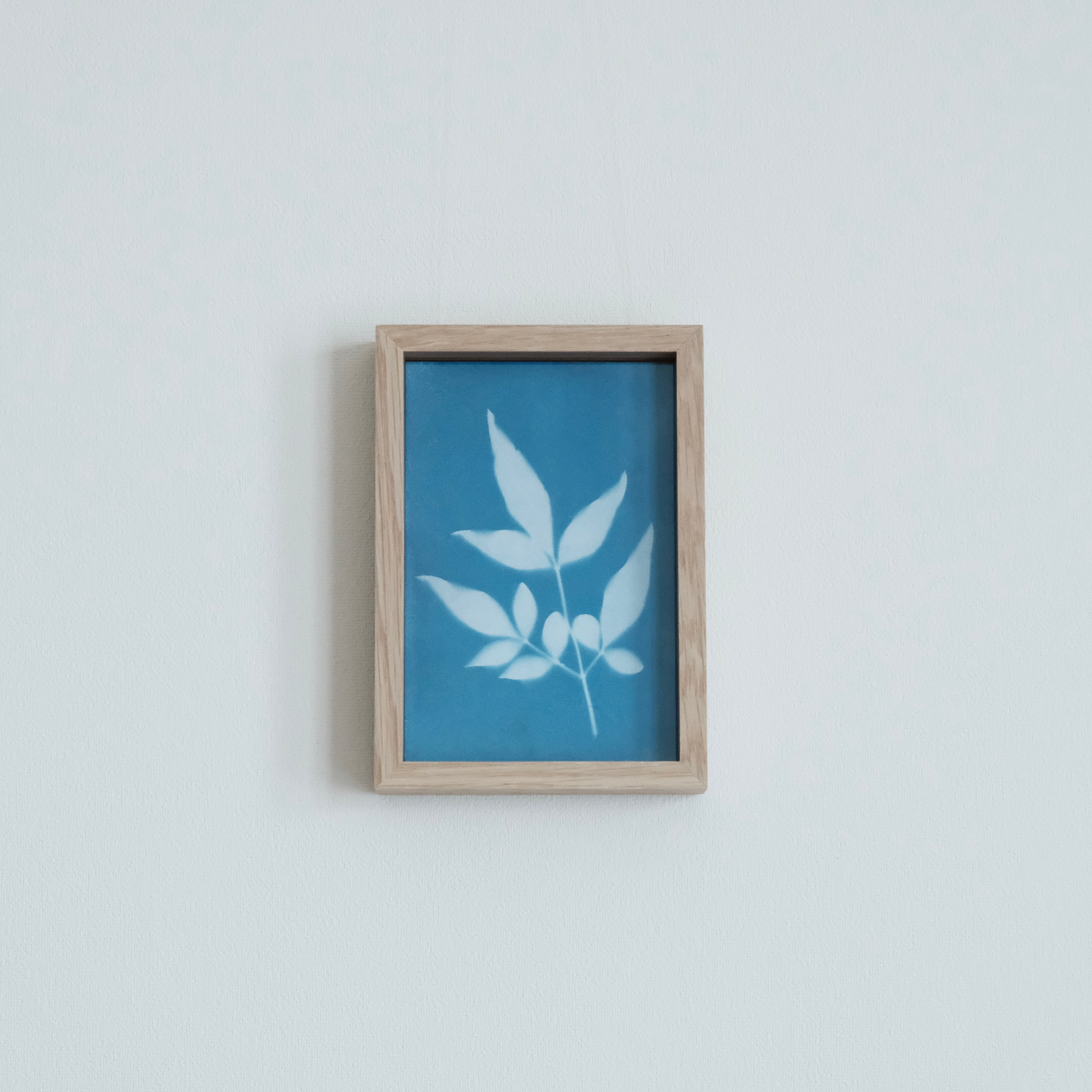 植物の青写真　cyanotype #1